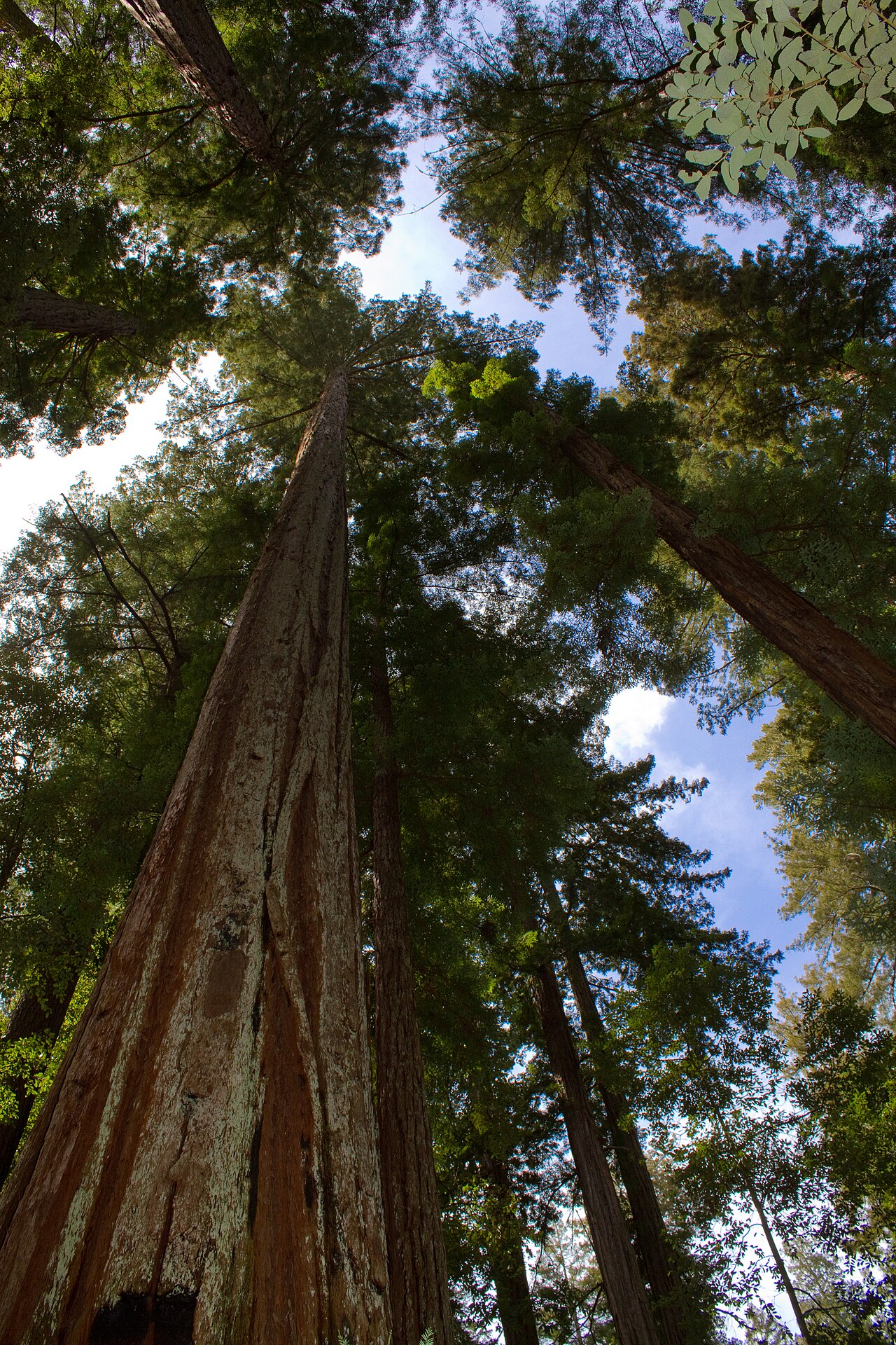 Coast Redwood (Sequoia sempervirens) - PlantNative.org View looking up through tall coast redwood (Sequoia sempervirens) trunks and canopy at Big Basin Redwoods State Park