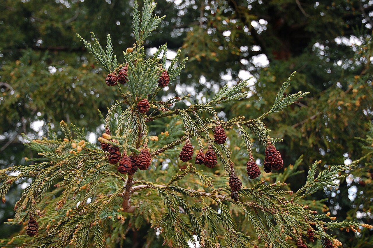 Coast Redwood (Sequoia sempervirens) - PlantNative.org Coast redwood (Sequoia sempervirens) branch with flat needle-like foliage and small brown cones