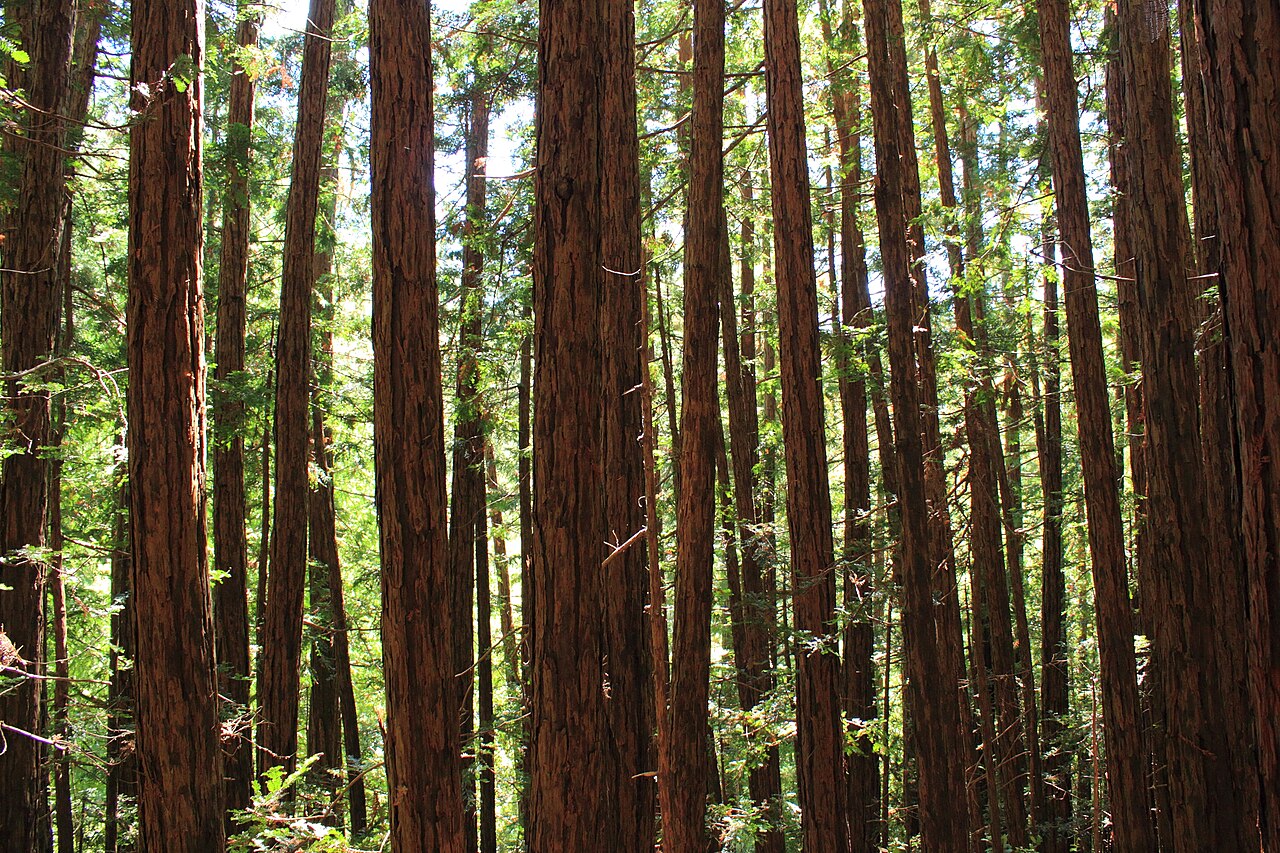 Coast Redwood (Sequoia sempervirens)