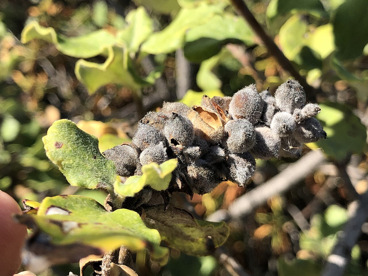 Coast Silktassel (Garrya elliptica) - PlantNative.org Clusters of fuzzy gray-purple coast silktassel (Garrya elliptica) fruit on a female shrub