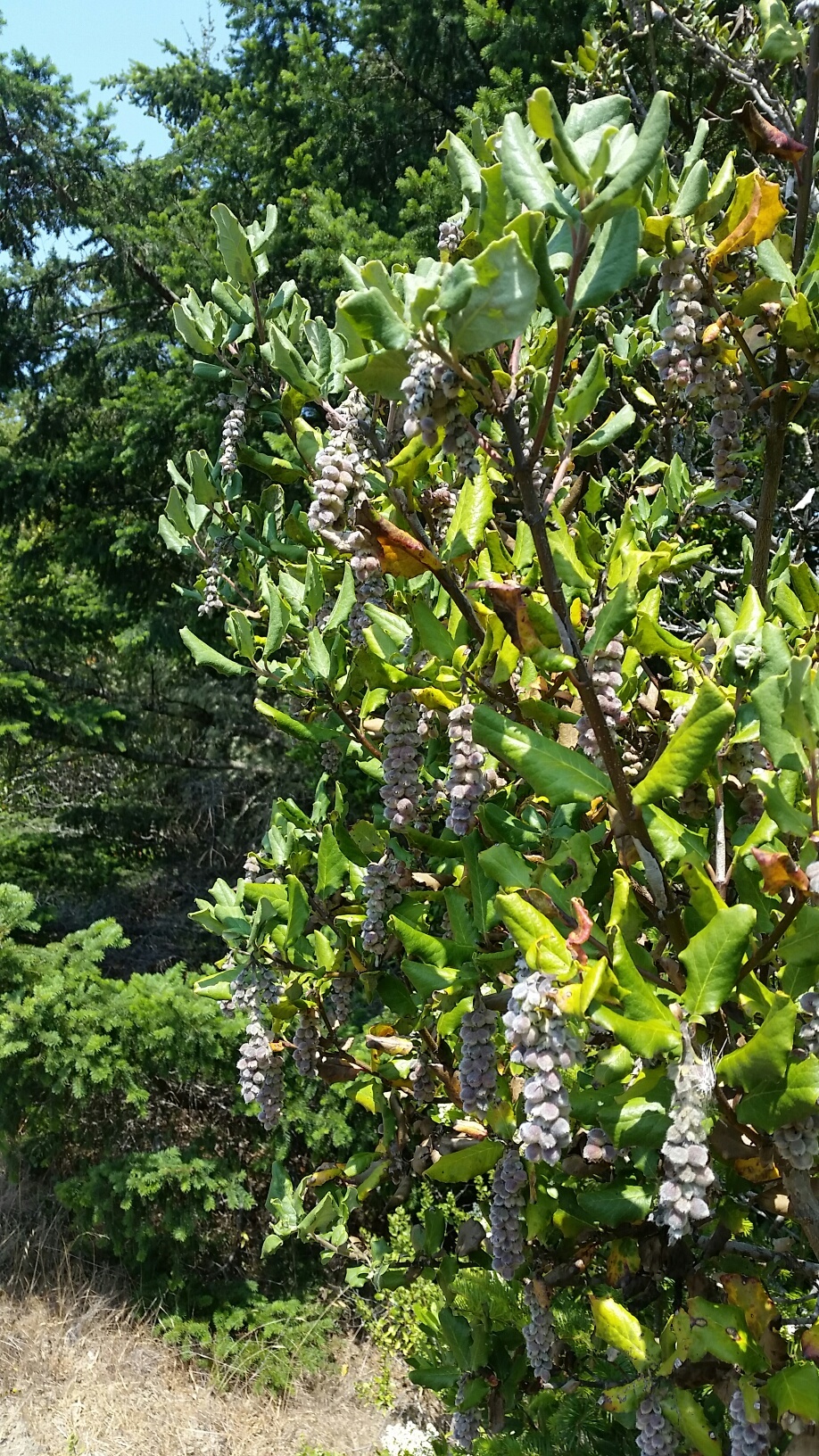 Coast Silktassel (Garrya elliptica) - PlantNative.org Coast silktassel (Garrya elliptica) shrub along the Oregon coast hung with long silvery-purple catkin-like fruit chains