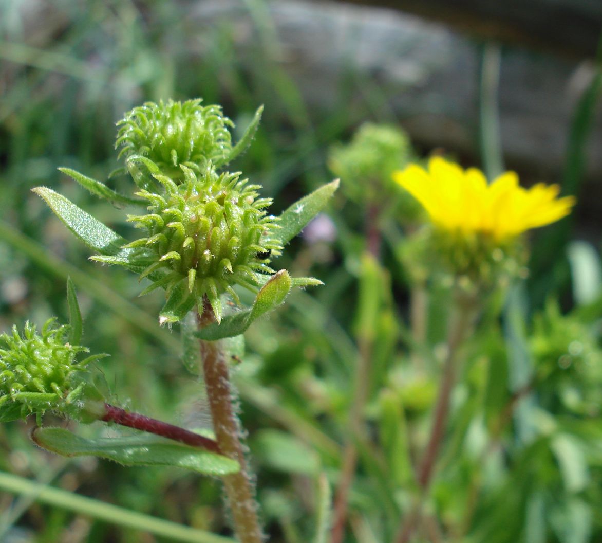 Coastal Gumplant (Grindelia stricta) - PlantNative.org Close-up of Coastal gumplant (Grindelia stricta) sticky green flower bud
