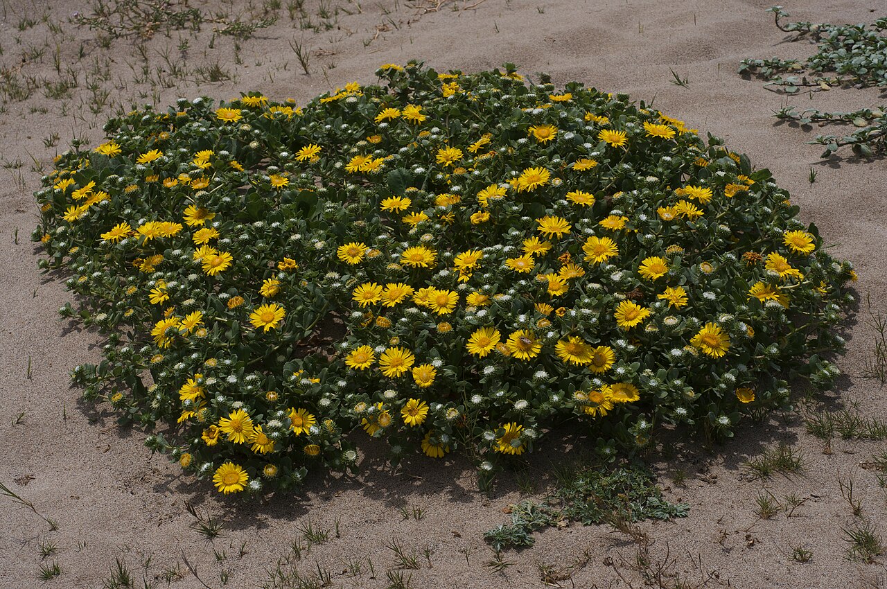 Coastal Gumplant (Grindelia stricta) - PlantNative.org Coastal gumplant (Grindelia stricta) forming a low, dense mound of yellow flowers on a coastal sand dune