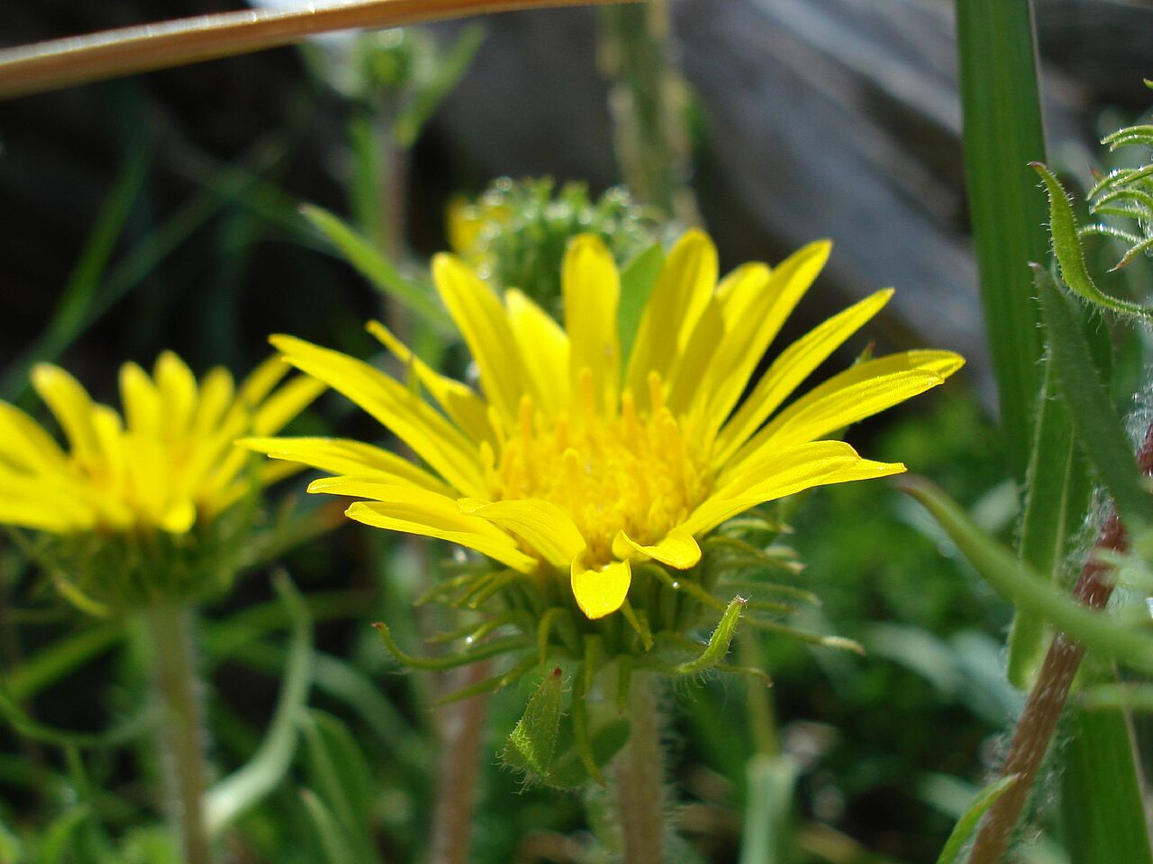 Coastal Gumplant (Grindelia stricta) - PlantNative.org Close-up of a Coastal gumplant (Grindelia stricta) yellow flower head with sticky green bracts