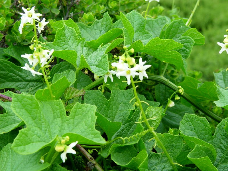 Coastal Manroot (Marah oreganus) - PlantNative.org Close-up of Coastal Manroot (Marah oreganus) white star-shaped flowers and lobed leaves