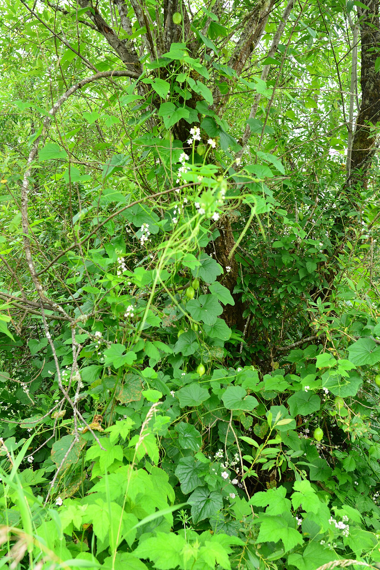 Coastal Manroot (Marah oreganus) - PlantNative.org Coastal Manroot (Marah oreganus) vine climbing a tree trunk with white star-shaped flowers and spiny green fruit