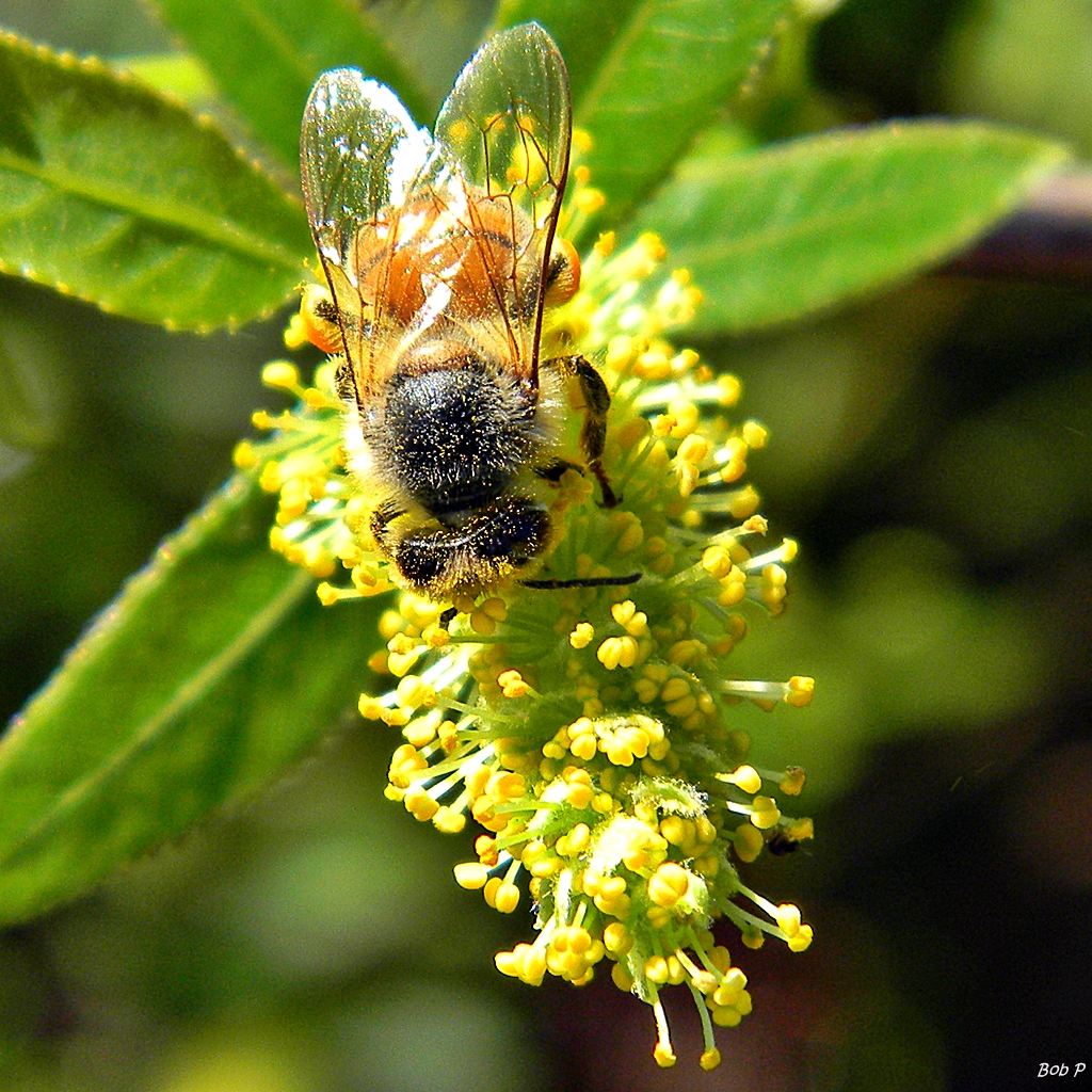 Coastal Plain Willow (Salix caroliniana) - PlantNative.org Close-up of a honeybee covered in pollen foraging on a Coastal Plain Willow (Salix caroliniana) male catkin surrounded by narrow serrated leaves