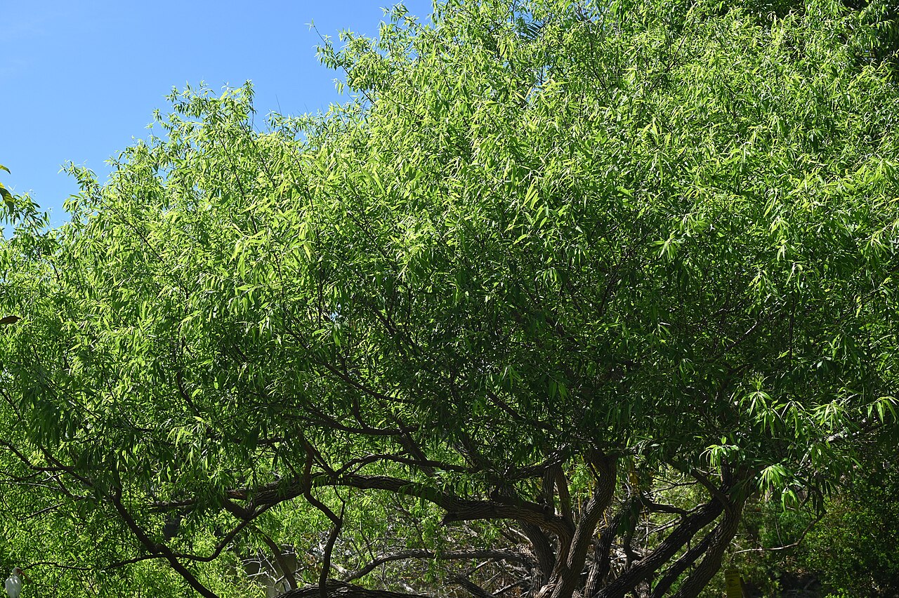 Coastal Plain Willow (Salix caroliniana) - PlantNative.org Coastal Plain Willow (Salix caroliniana) full tree canopy with narrow green leaves and arching branches