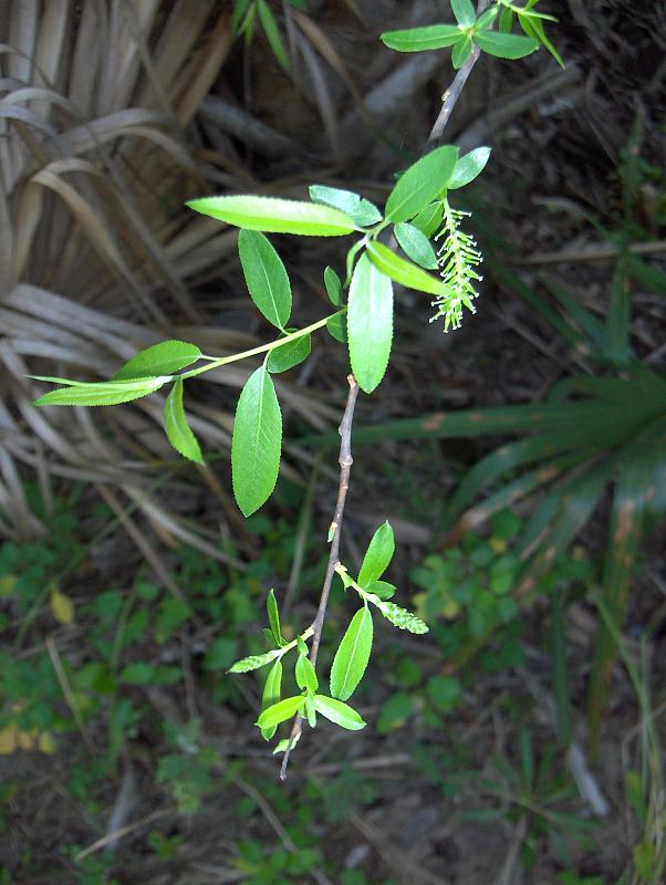 Coastal Plain Willow (Salix caroliniana) - PlantNative.org Coastal Plain Willow (Salix caroliniana) branch with narrow serrated leaves and an emerging catkin growing among saw palmetto in Florida habitat