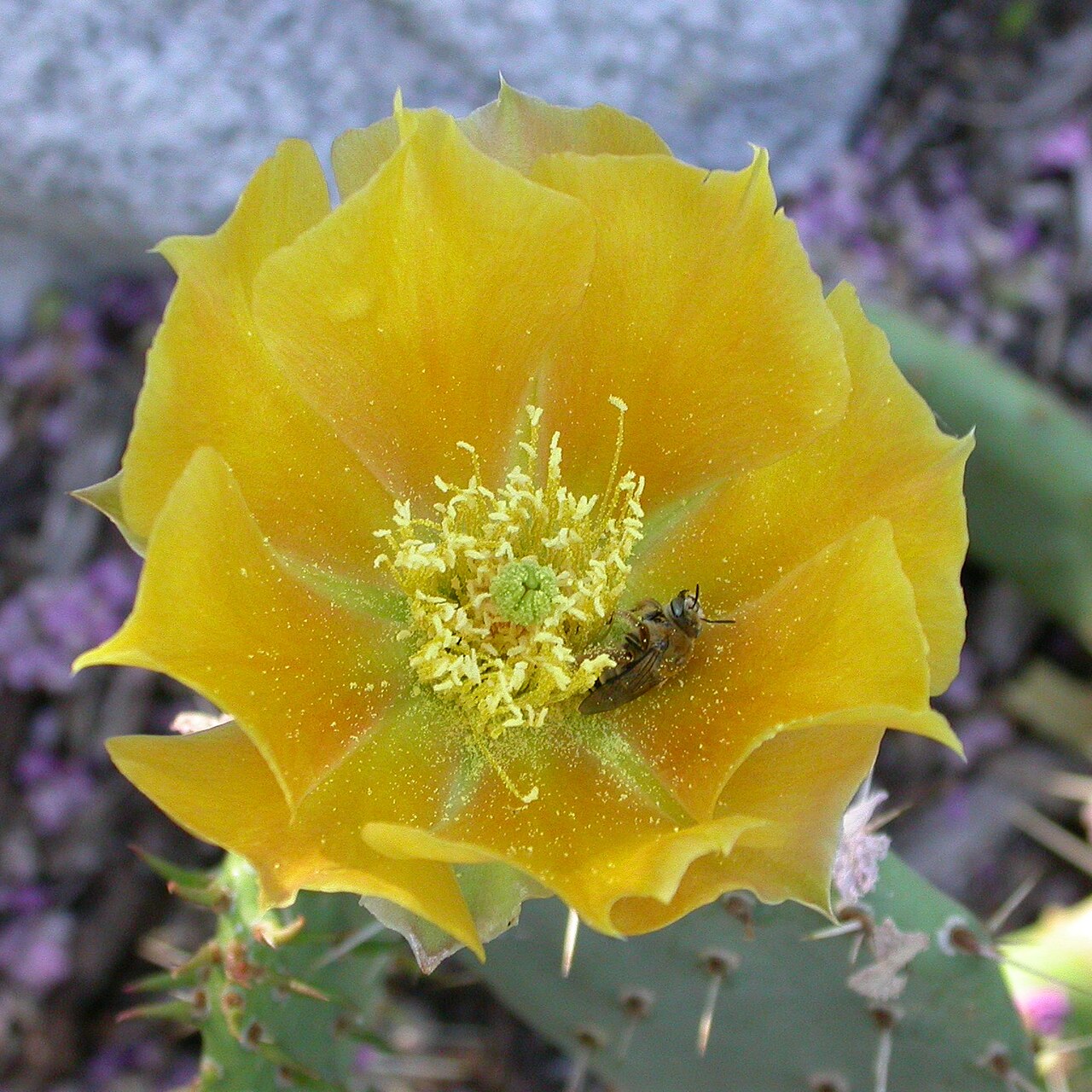 Coastal Prickly Pear (Opuntia littoralis) - PlantNative.org Golden yellow flower of coastal prickly pear (Opuntia littoralis) with a native bee foraging among the stamens