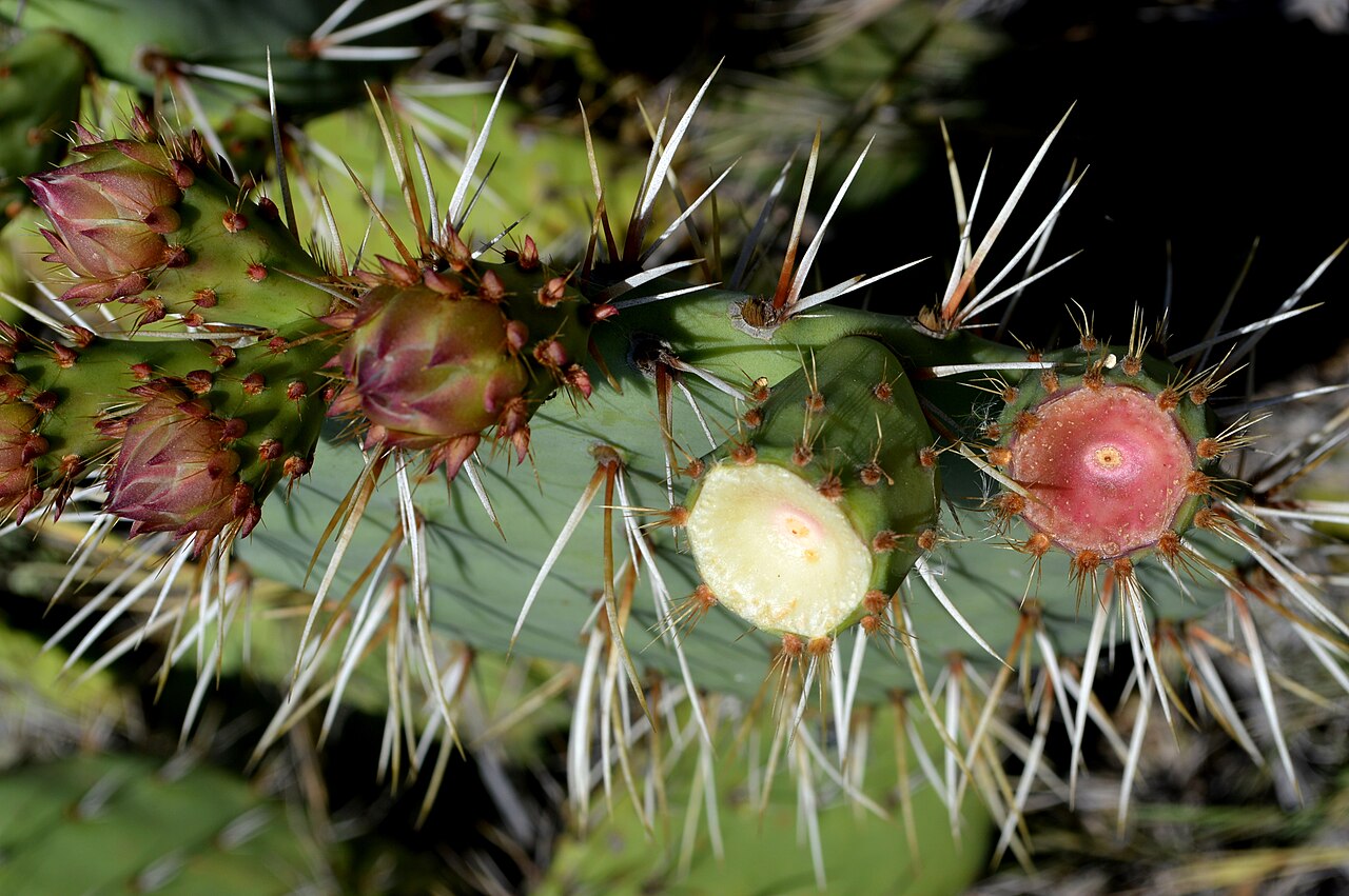 Coastal Prickly Pear (Opuntia littoralis) - PlantNative.org Close-up of coastal prickly pear (Opuntia littoralis) pad showing clusters of long yellow spines and developing fruit