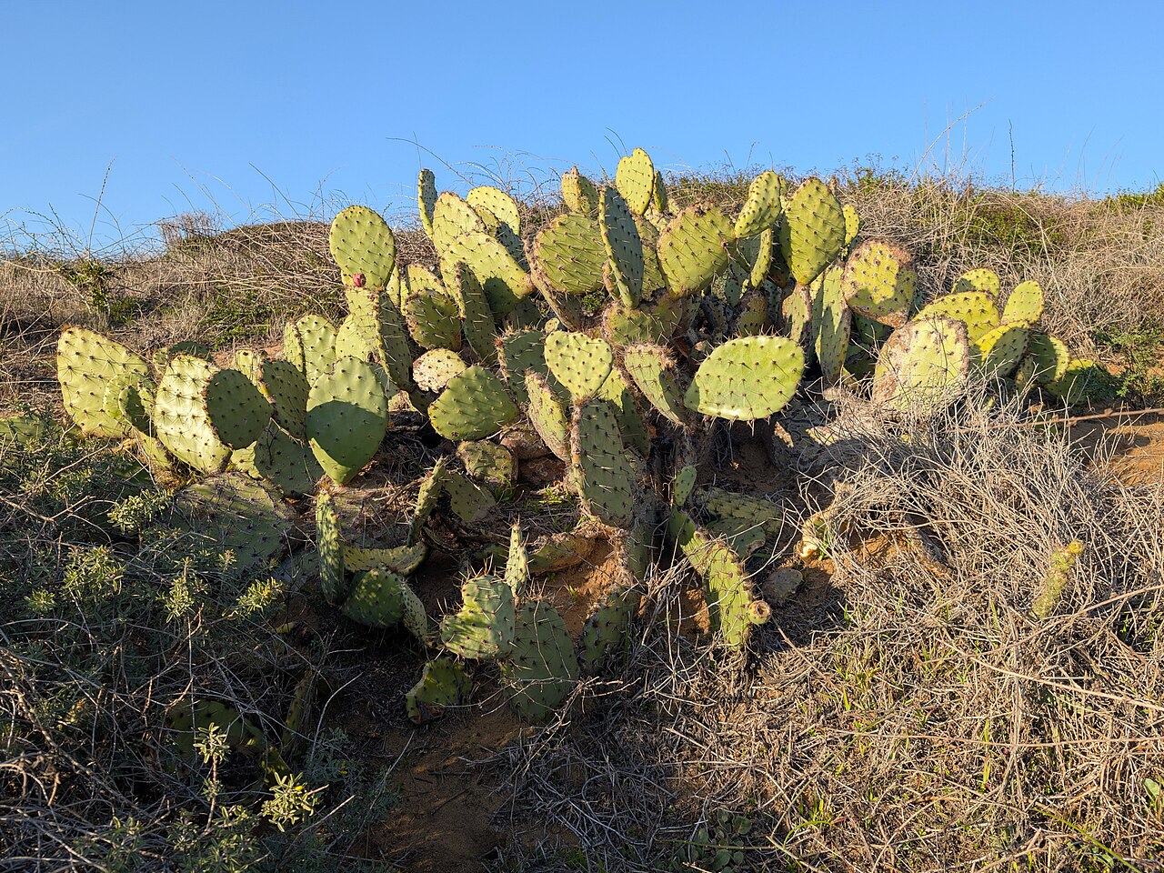 Coastal Prickly Pear (Opuntia littoralis) - PlantNative.org Sprawling mound of coastal prickly pear (Opuntia littoralis) pads growing on a coastal bluff at Torrey Pines, California