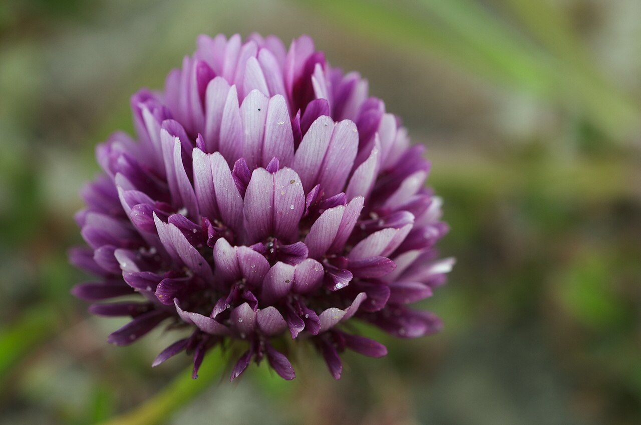 Coastal/Springbank Clover (Trifolium wormskioldii) - PlantNative.org Close-up of a single coastal springbank clover flower head showing magenta-purple florets with white tips