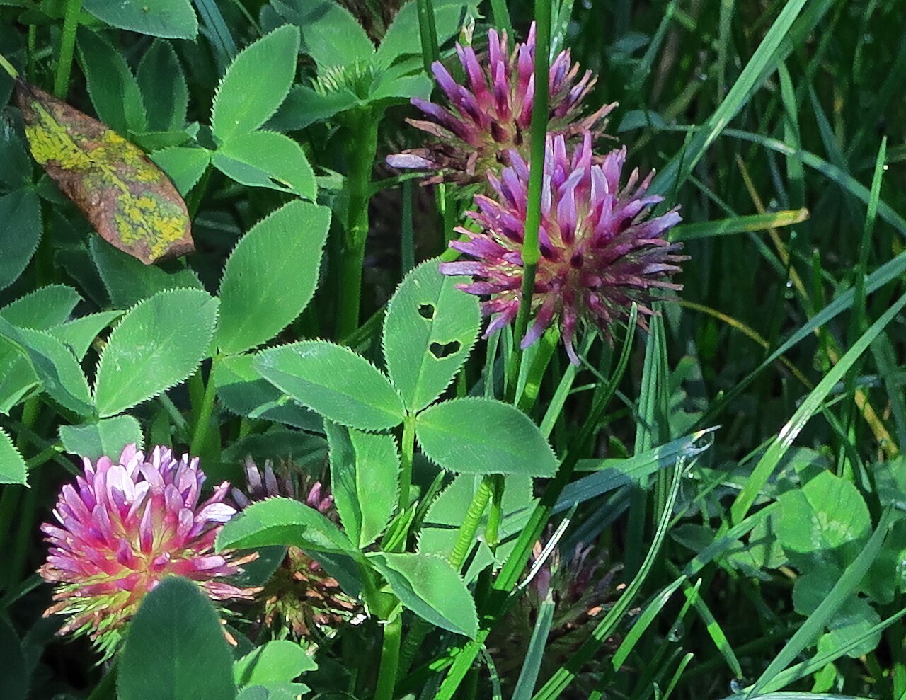 Coastal/Springbank Clover (Trifolium wormskioldii) - PlantNative.org Coastal springbank clover (Trifolium wormskioldii) flowering mat with trifoliate leaves and rounded magenta-purple flower heads