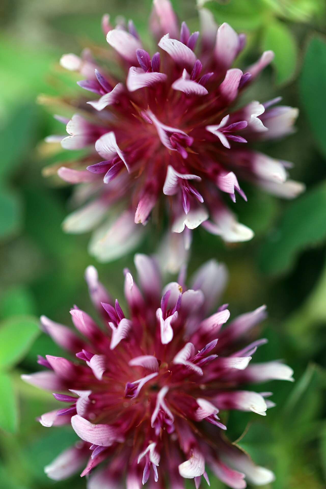 Coastal/Springbank Clover (Trifolium wormskioldii) - PlantNative.org Two coastal springbank clover flower heads showing the magenta center and white-tipped petals typical of the species