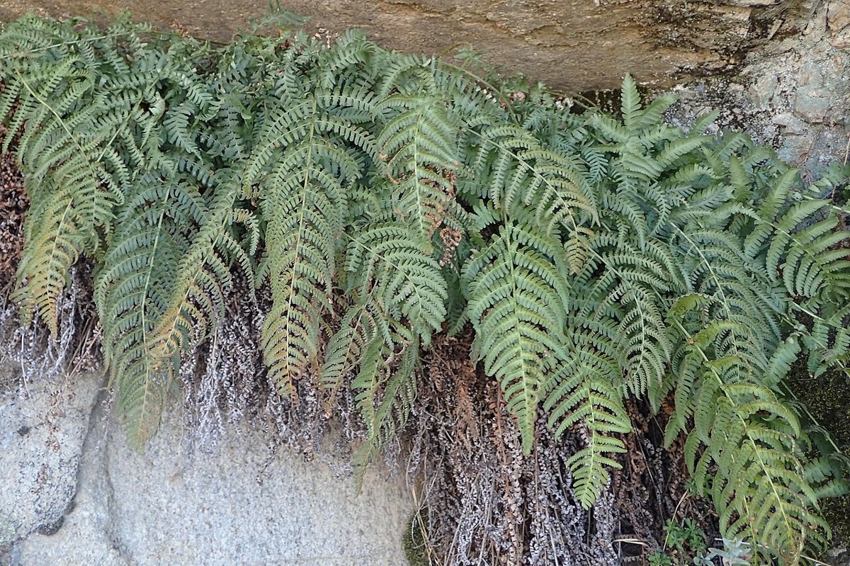 Coastal Wood Fern (Dryopteris arguta) - PlantNative.org Close-up of leathery, twice-pinnate fronds of coastal wood fern (Dryopteris arguta) growing from a rock crevice