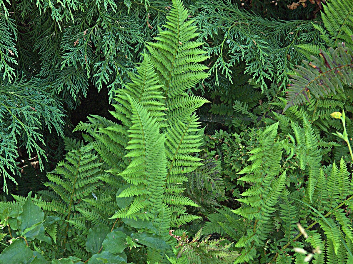 Coastal Wood Fern (Dryopteris arguta) - PlantNative.org Coastal wood fern (Dryopteris arguta) clump growing in a shaded garden setting beneath conifers