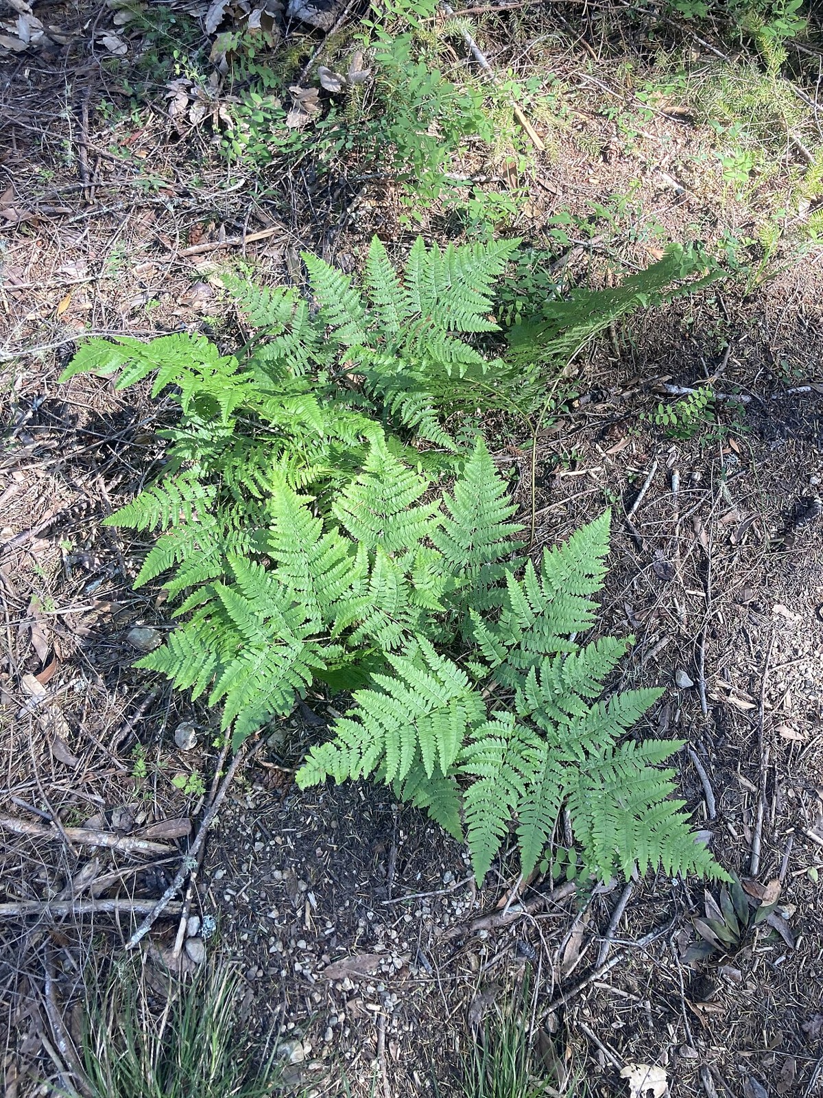 Coastal Wood Fern (Dryopteris arguta) - PlantNative.org Coastal wood fern (Dryopteris arguta) clump growing in leaf litter under oak woodland