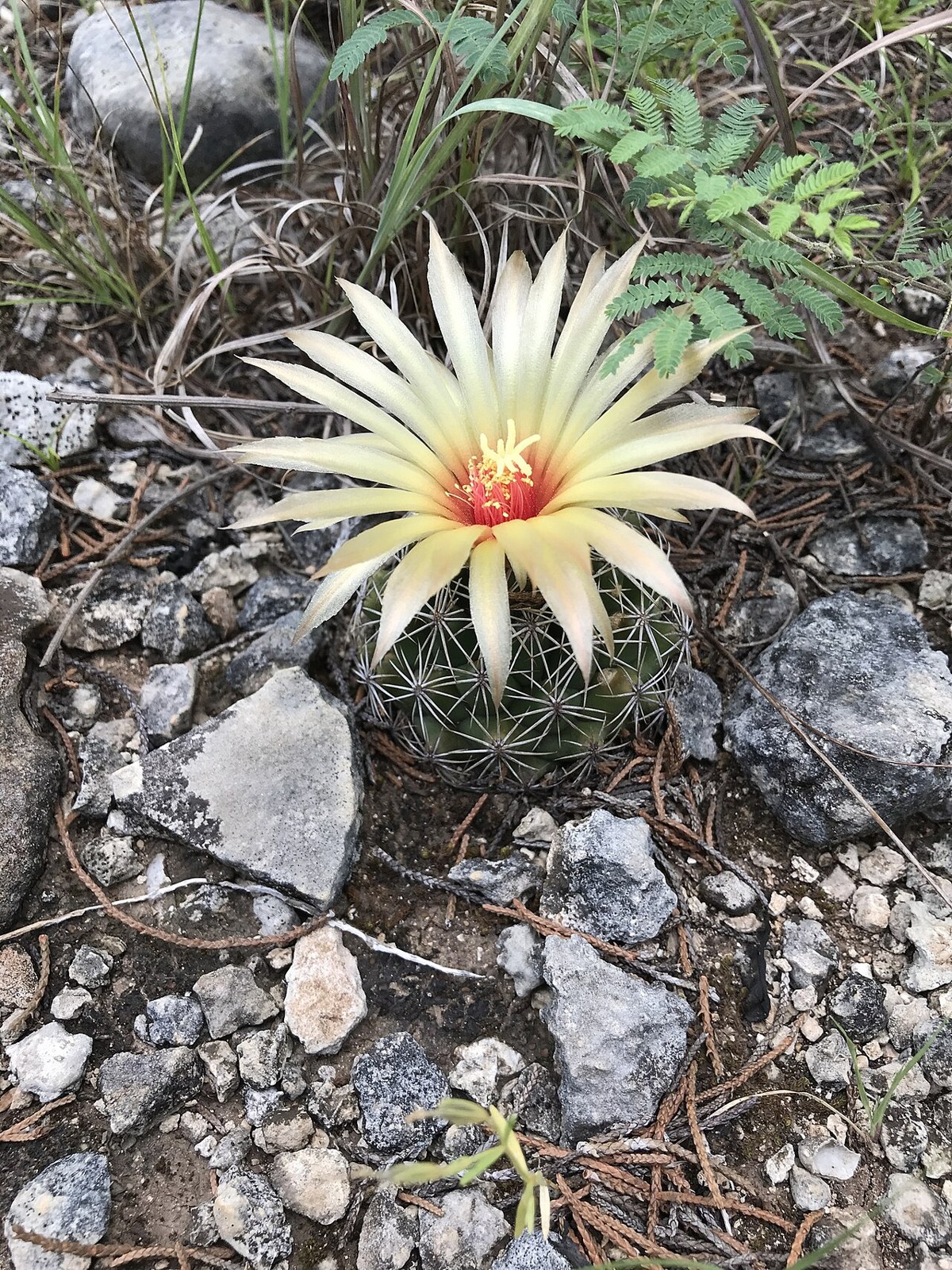 Cob Cactus (Coryphantha sulcata) - PlantNative.org Cob Cactus (Coryphantha sulcata) round spiny cactus with large pale yellow flower with red center growing among limestone rocks