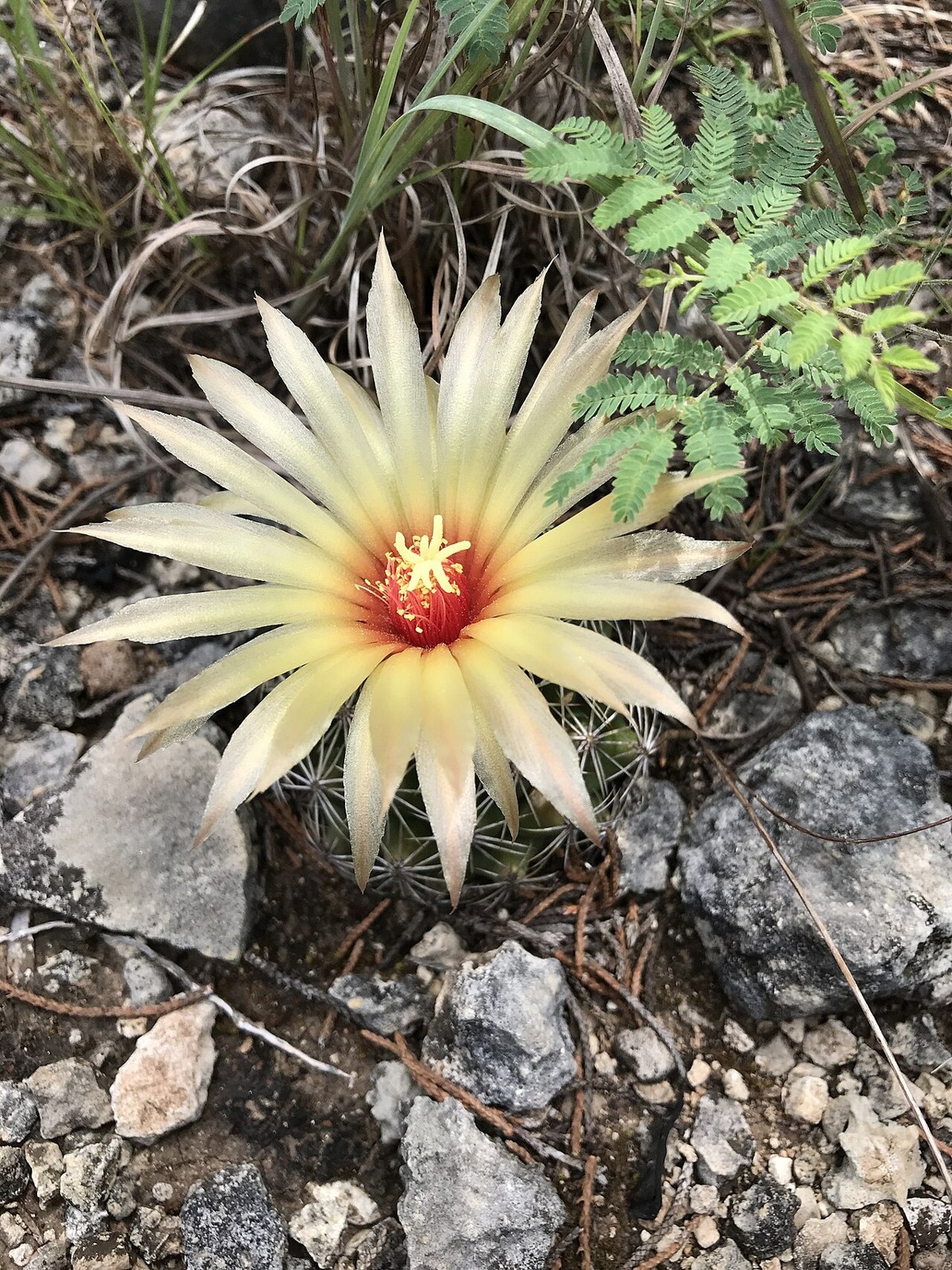 Cob Cactus (Coryphantha sulcata) - PlantNative.org Cob Cactus (Coryphantha sulcata) with open pale yellow flower growing among limestone gravel and native grasses