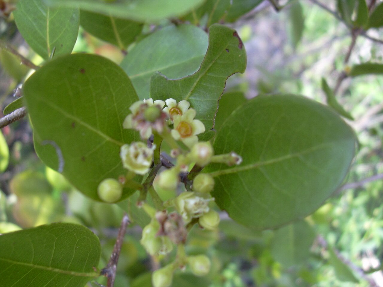 Cocoplum (Chrysobalanus icaco) - PlantNative.org Close-up of small greenish-white cocoplum (Chrysobalanus icaco) flowers and developing fruit among glossy leaves, Long Key, Florida