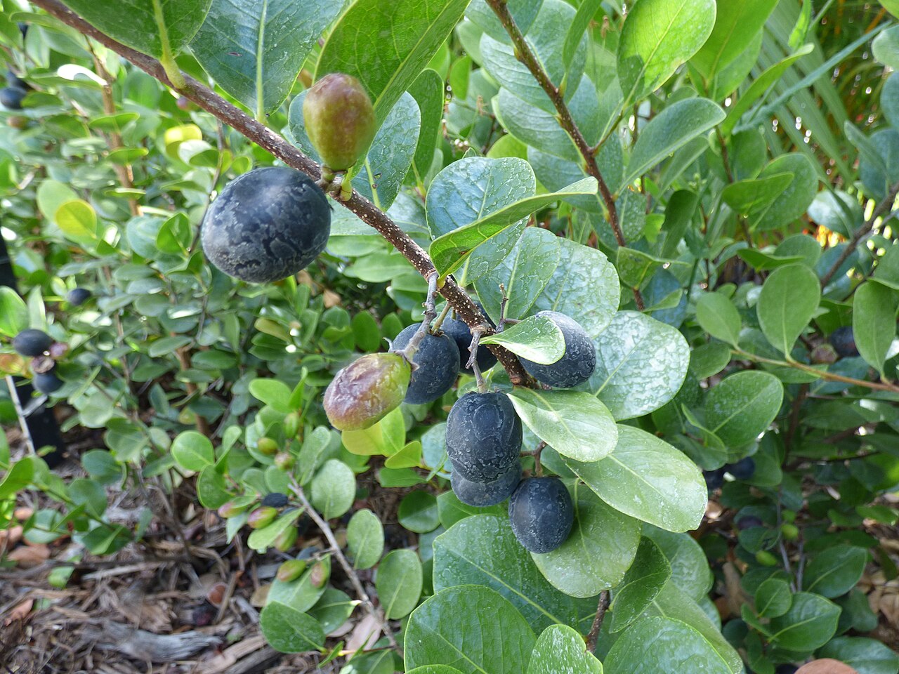 Cocoplum (Chrysobalanus icaco) - PlantNative.org Ripe purple-black cocoplum (Chrysobalanus icaco) fruit clustered among glossy green leaves