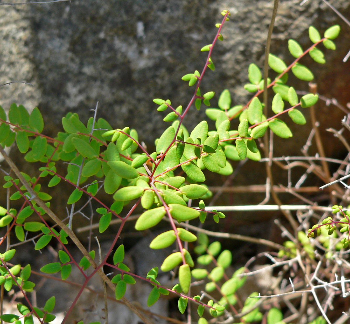 Coffee Fern (Pellaea andromedifolia) - PlantNative.org Close-up of coffee fern (Pellaea andromedifolia) fronds showing the small, rounded, bean-shaped leaflets and reddish stems