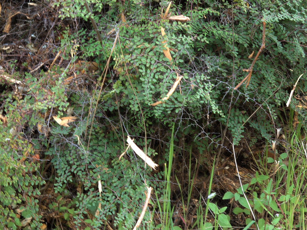 Coffee Fern (Pellaea andromedifolia) - PlantNative.org Coffee fern (Pellaea andromedifolia) growing as a low, spreading clump on a shaded California hillside