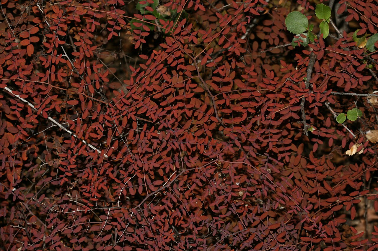 Coffee Fern (Pellaea andromedifolia) - PlantNative.org Coffee fern (Pellaea andromedifolia) with fronds curled and reddened during summer drought dormancy