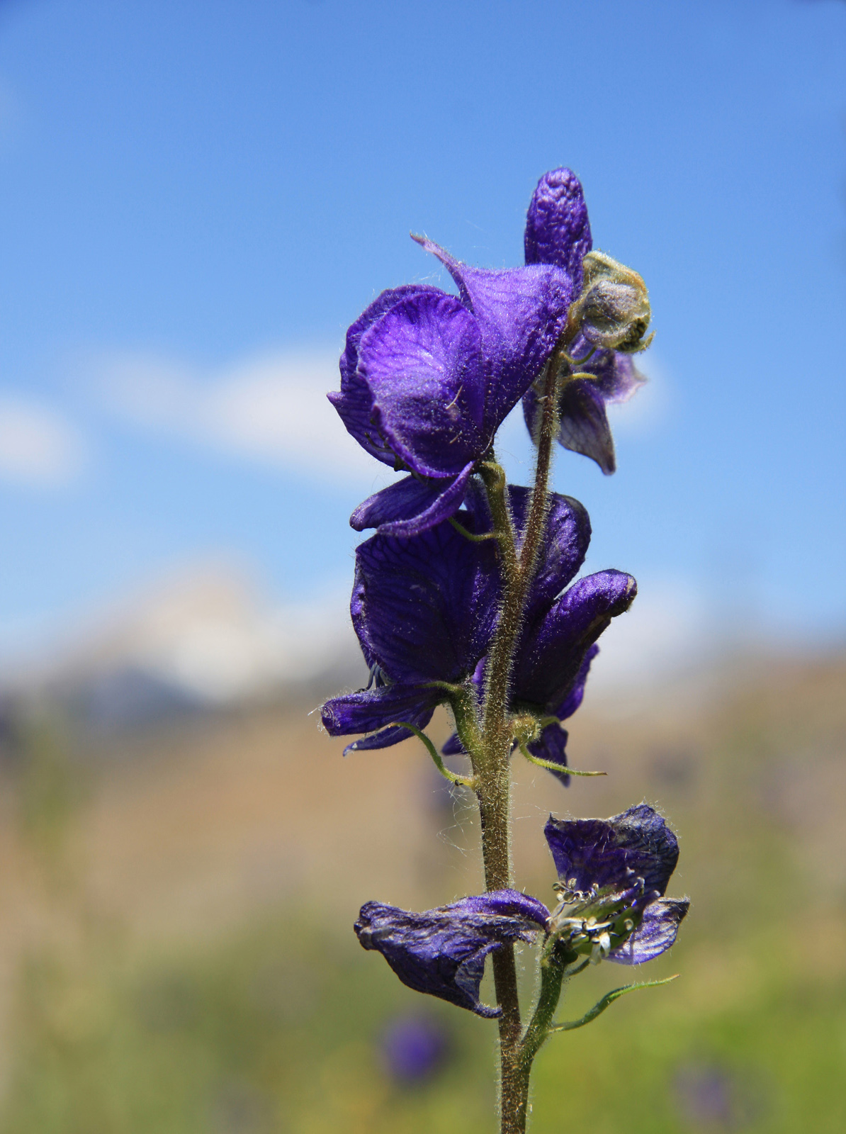 Columbian Monkshood (Aconitum columbianum)