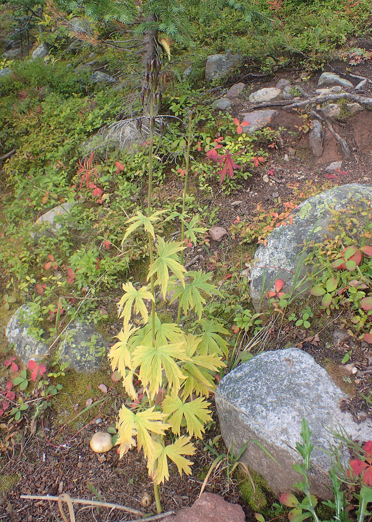 Columbian Monkshood (Aconitum columbianum) - PlantNative.org Columbian monkshood (Aconitum columbianum) seedling with palmately lobed leaves growing among rocks on a mountain slope