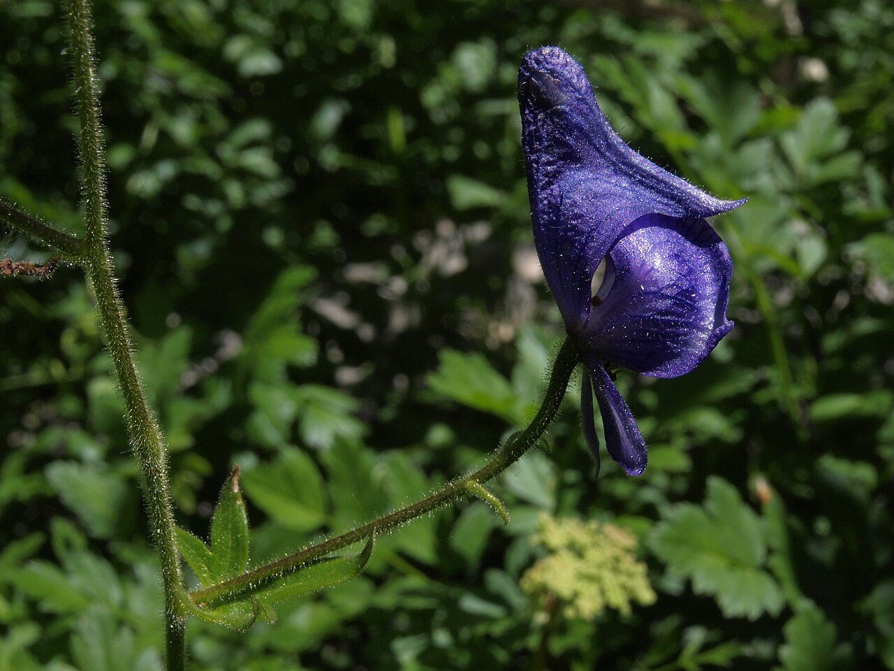Columbian Monkshood (Aconitum columbianum) - PlantNative.org Close view of a single hooded, deep purple Columbian monkshood (Aconitum columbianum) flower showing the enlarged helmet-shaped sepal