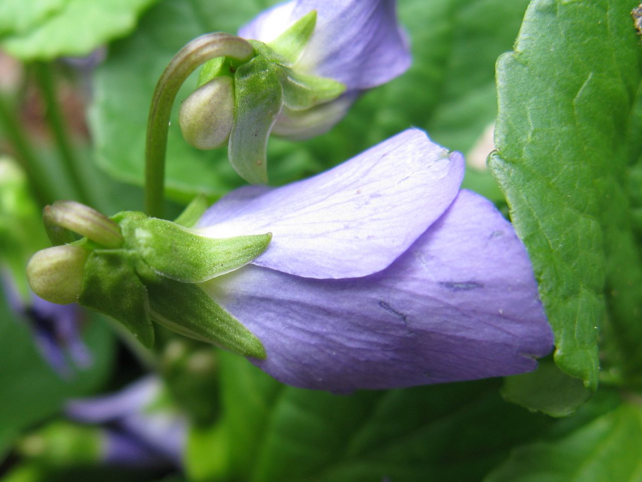 Close-up of common blue violet flowers showing the bearded lateral petals and pointed calyx