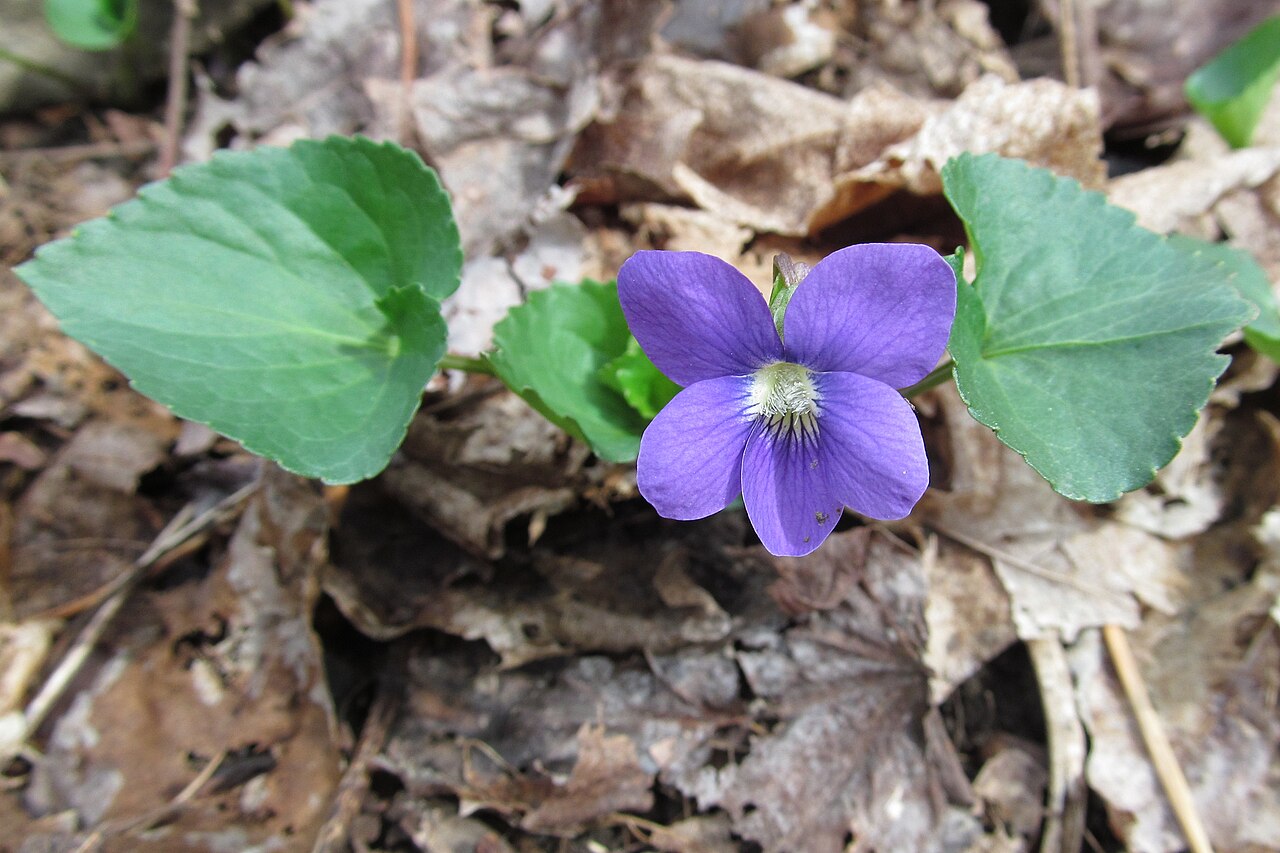 Common blue violet (Viola sororia) flowering among heart-shaped leaves in leaf litter