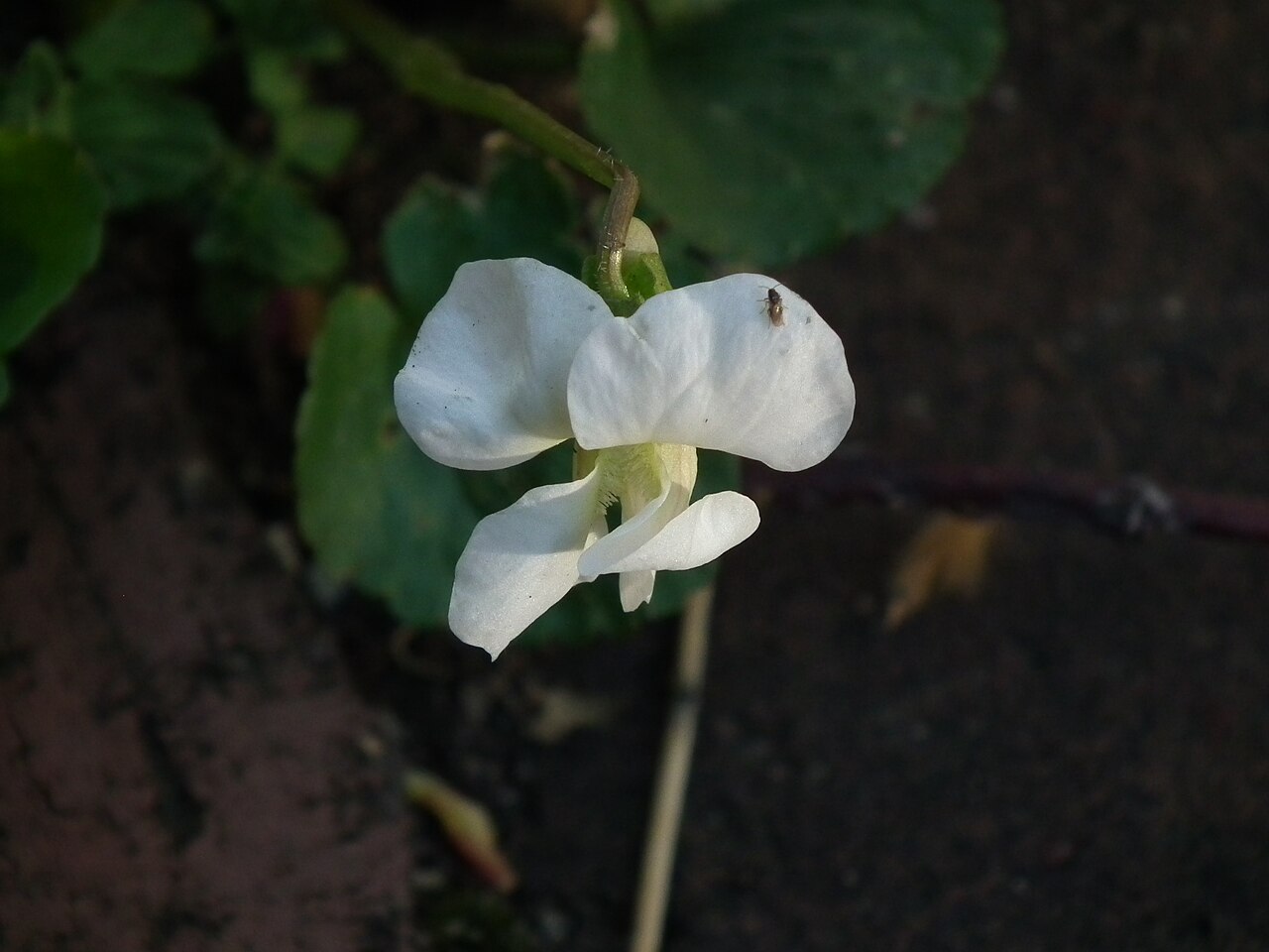 White-flowered form of common blue violet, sometimes called the Confederate Violet