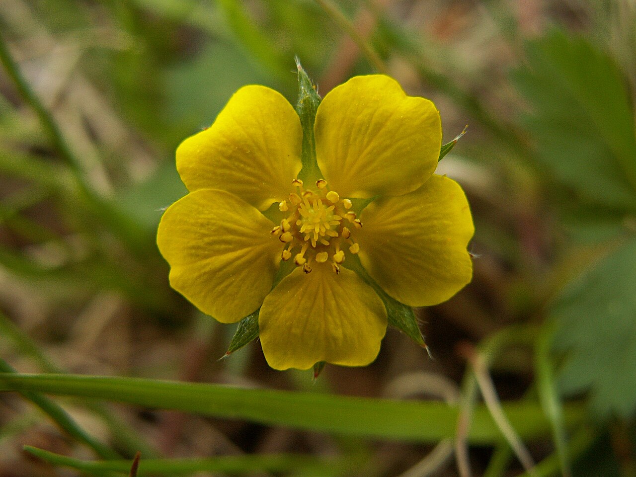 Common Cinquefoil (Potentilla simplex) - PlantNative.org Close-up of a Common Cinquefoil (Potentilla simplex) flower with bright yellow petals and golden stamens