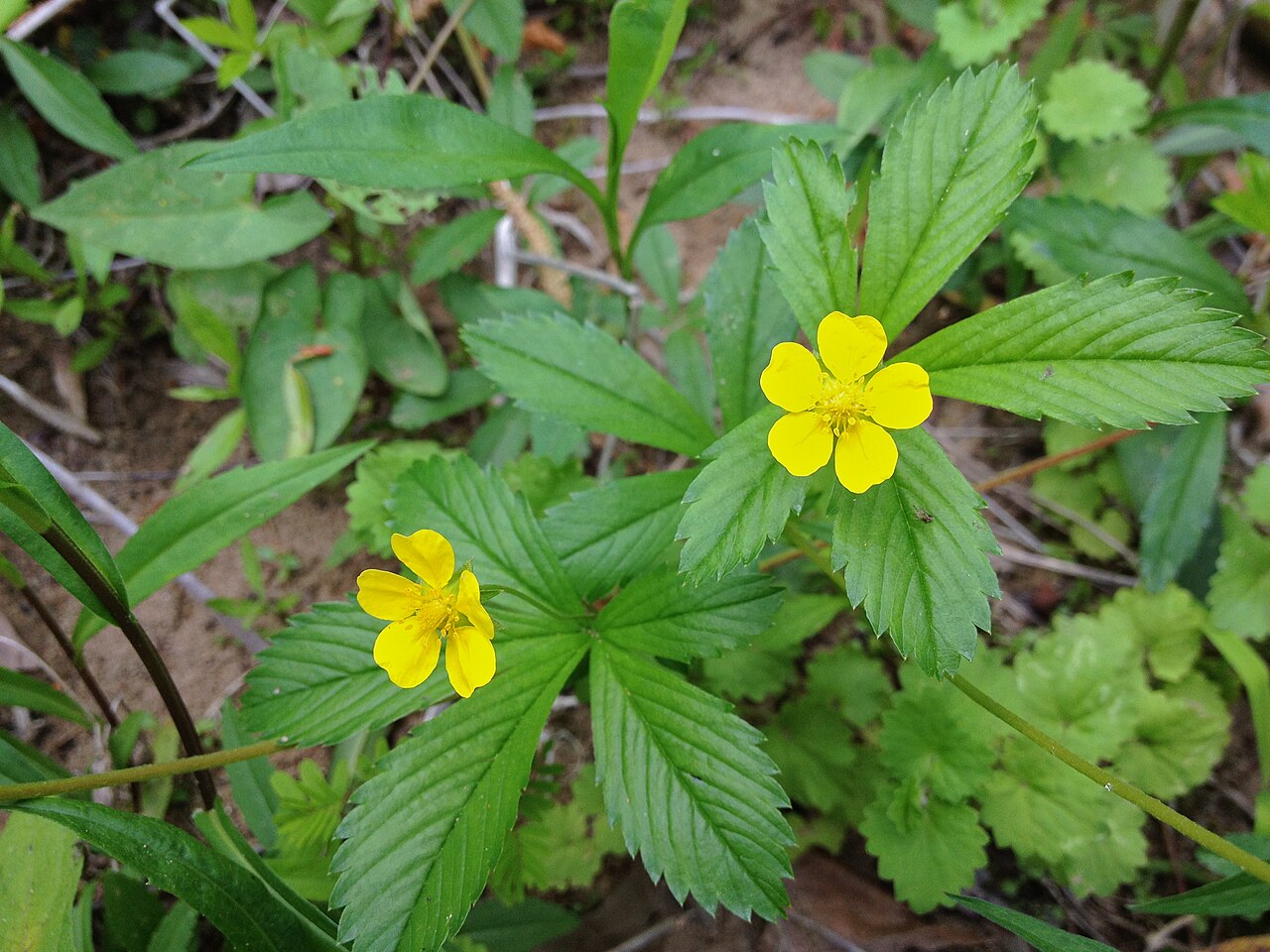 Common Cinquefoil (Potentilla simplex) - PlantNative.org Common Cinquefoil (Potentilla simplex) with palmately compound leaves and small yellow five-petaled flowers