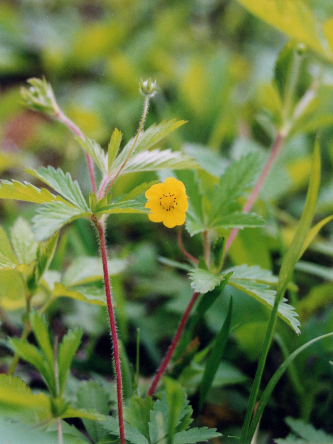 Common Cinquefoil (Potentilla simplex) - PlantNative.org Common Cinquefoil (Potentilla simplex) showing reddish trailing stems and palmately compound leaves