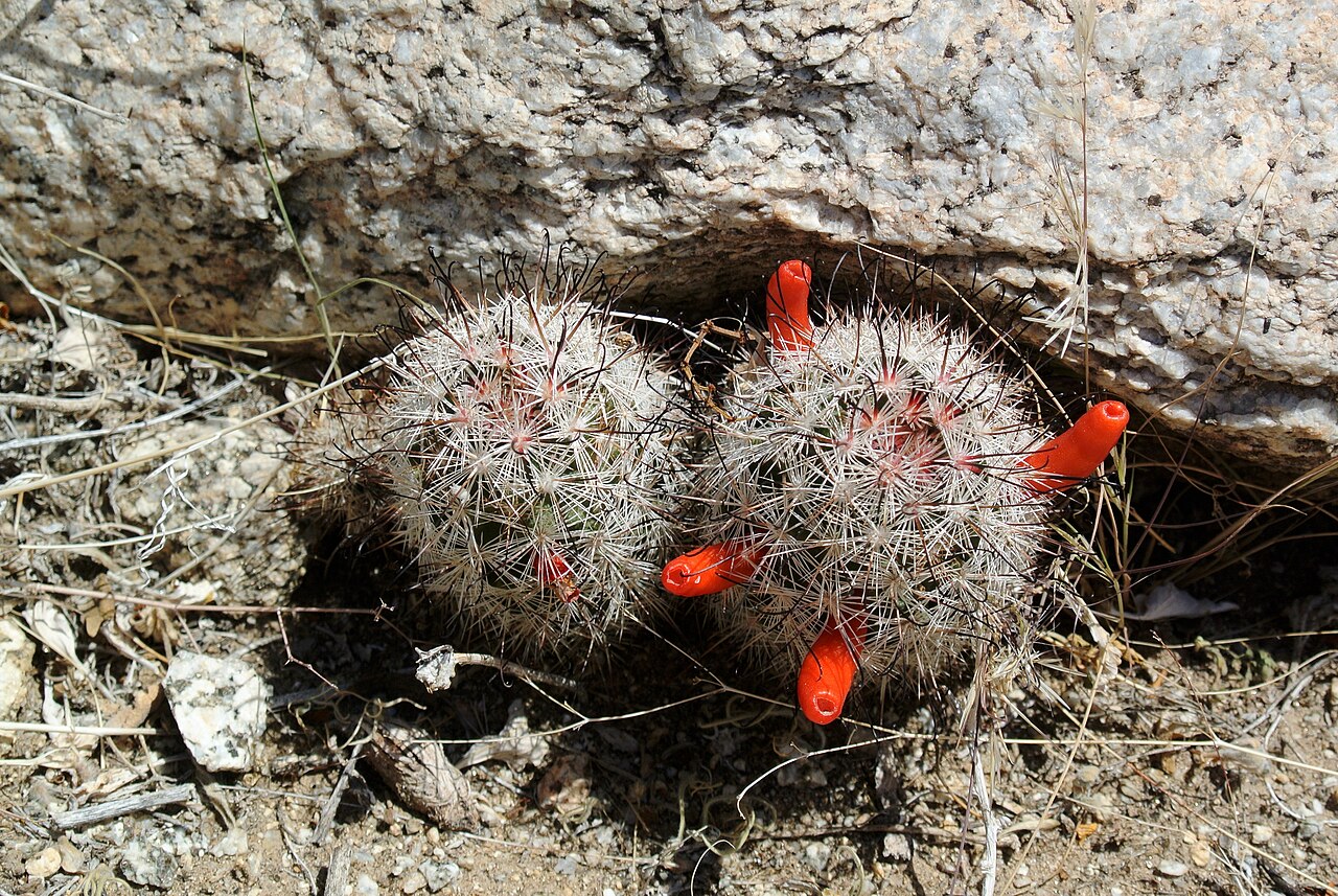 Common Fishhook Cactus (Mammillaria tetrancistra) - PlantNative.org Two clustered common fishhook cactus (Mammillaria tetrancistra) stems with red fruits growing beneath a rock overhang in Anza-Borrego Desert State Park