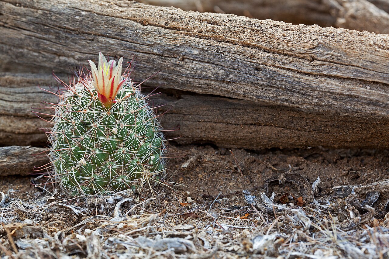 Common Fishhook Cactus (Mammillaria tetrancistra) - PlantNative.org Common fishhook cactus (Mammillaria tetrancistra) small round spiny stem with a single cream and red flower growing beside desert deadwood