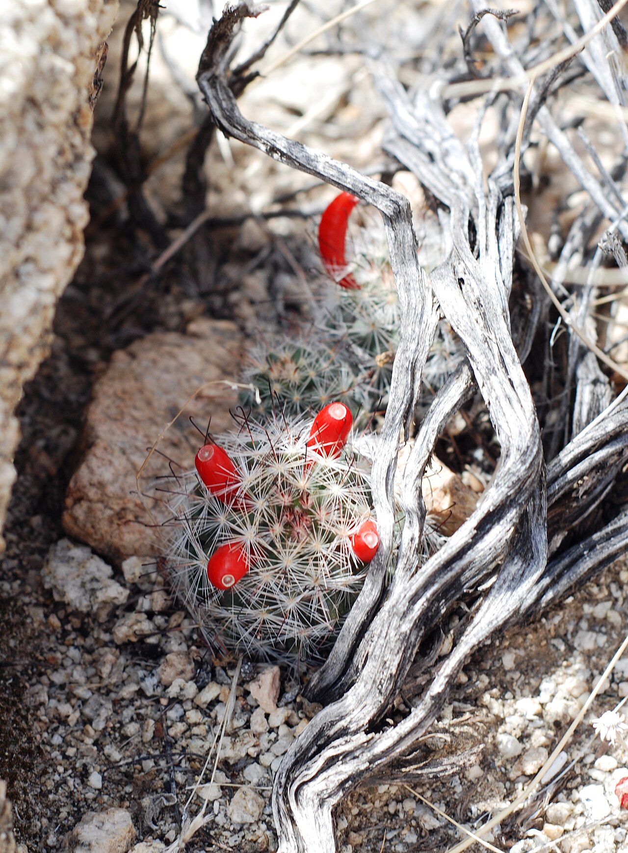 Common Fishhook Cactus (Mammillaria tetrancistra) - PlantNative.org Clustered common fishhook cactus (Mammillaria tetrancistra) stems with bright scarlet-red club-shaped fruits tucked beside a desert shrub
