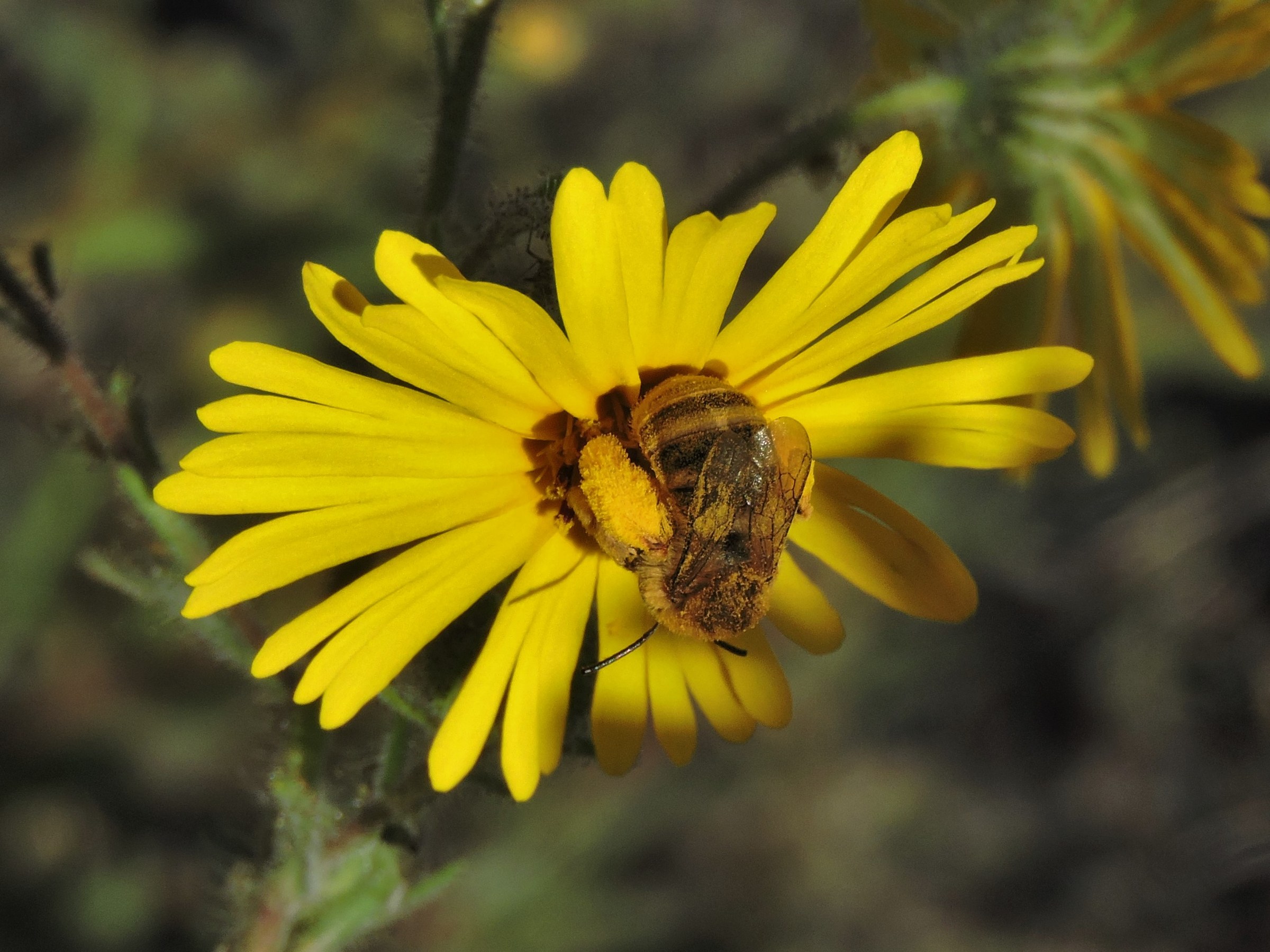 A long-horned bee foraging on a common madia (Madia elegans) flower head