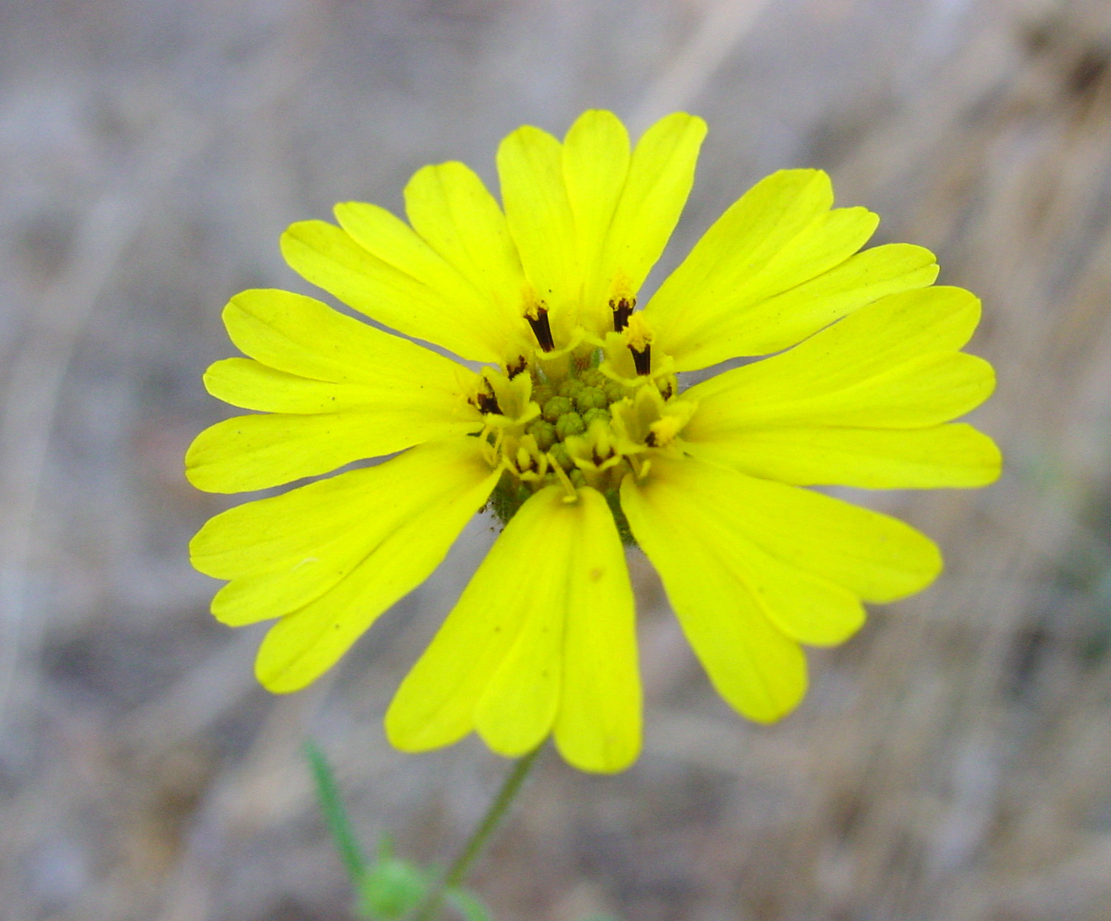 Close-up of a single common madia (Madia elegans) flower head showing bright yellow ray flowers surrounding central disk flowers