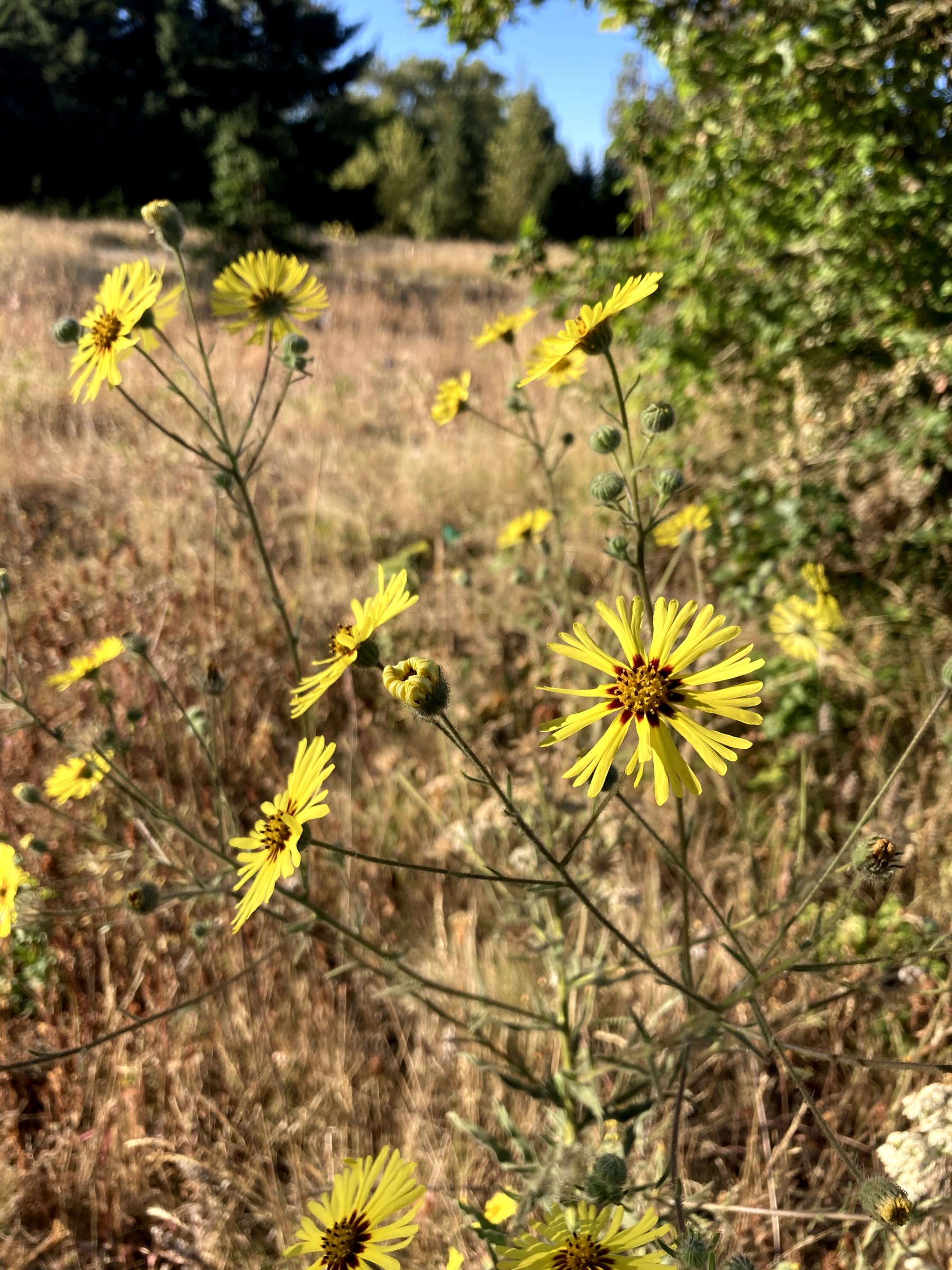 Common madia (Madia elegans) blooming with bright yellow daisy-like flowers in a dry grassy meadow in Oregon