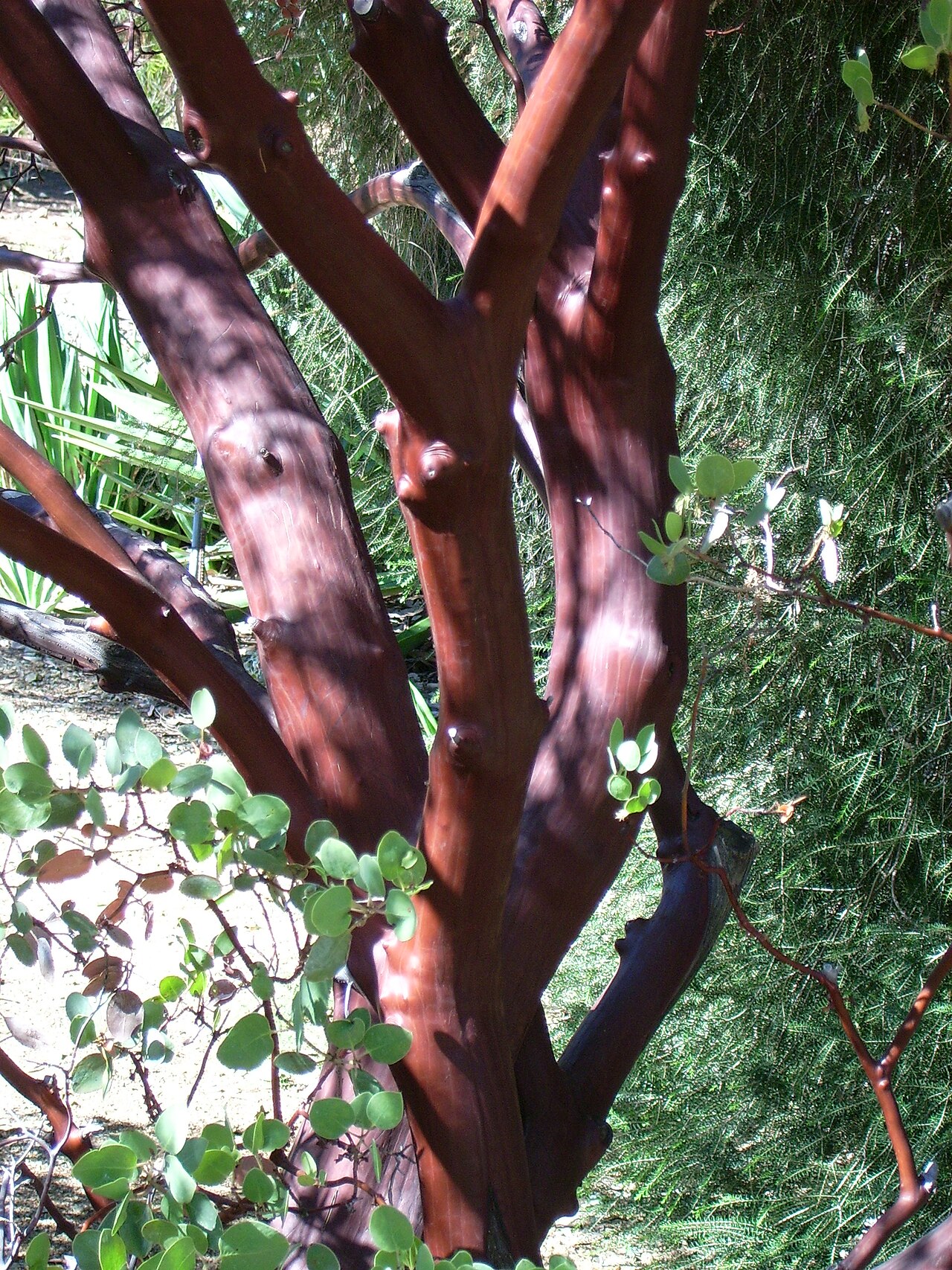 Common Manzanita (Arctostaphylos manzanita) - PlantNative.org Close-up of common manzanita (Arctostaphylos manzanita) trunk and branches showing smooth, polished mahogany-red bark