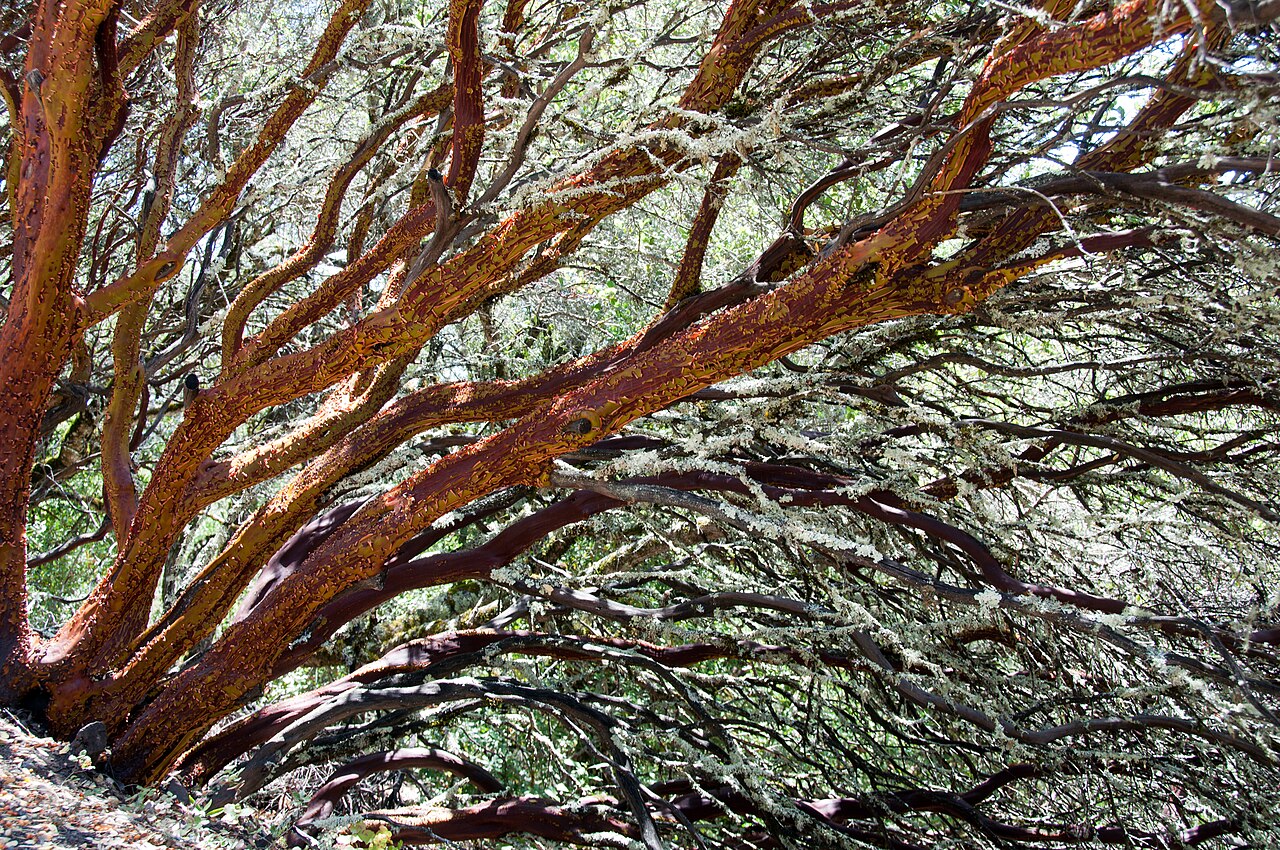 Common Manzanita (Arctostaphylos manzanita) - PlantNative.org Common manzanita (Arctostaphylos manzanita) shrub-tree in full winter bloom, covered in small white flower clusters above mahogany-red bark