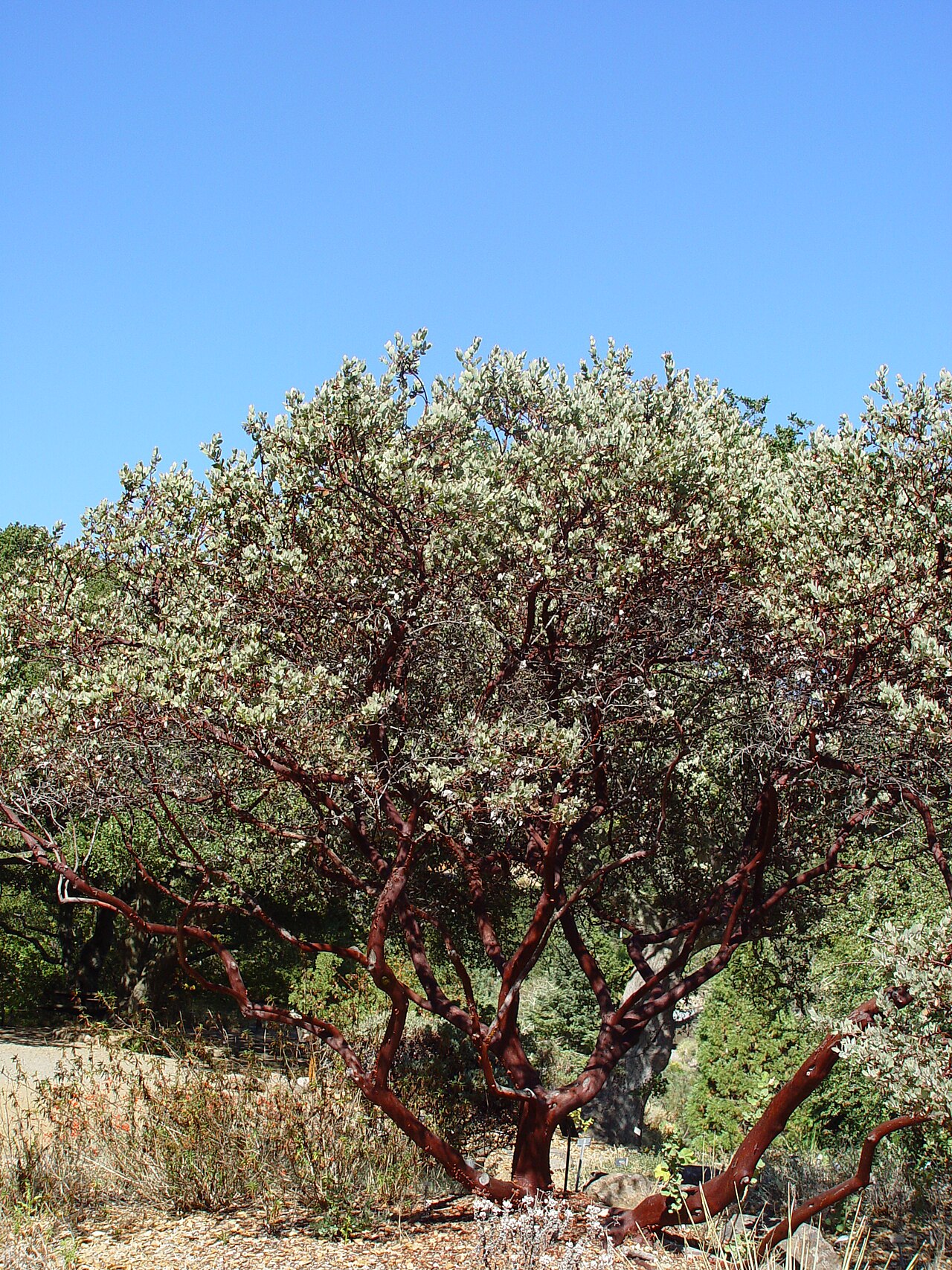 Common Manzanita (Arctostaphylos manzanita) - PlantNative.org Common manzanita (Arctostaphylos manzanita) canopy showing the characteristic crooked, widely spreading branch structure
