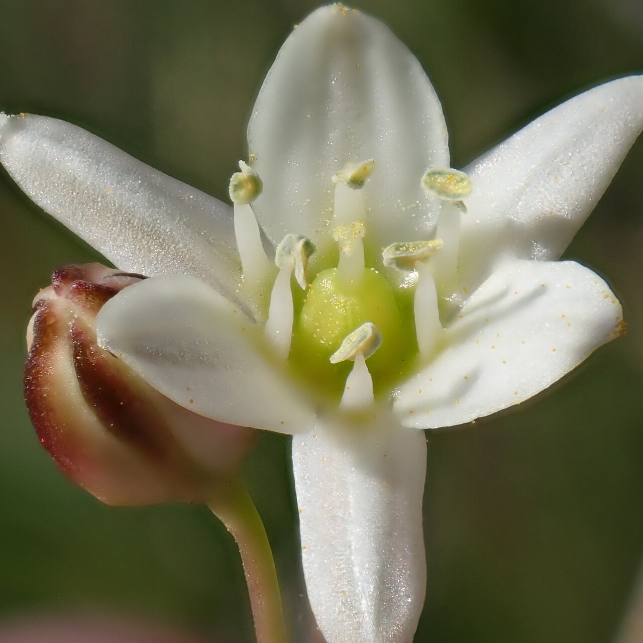 Common Muilla (Muilla maritima) - PlantNative.org Close-up of a single common muilla (Muilla maritima) flower showing six white tepals and stamens with colored anthers