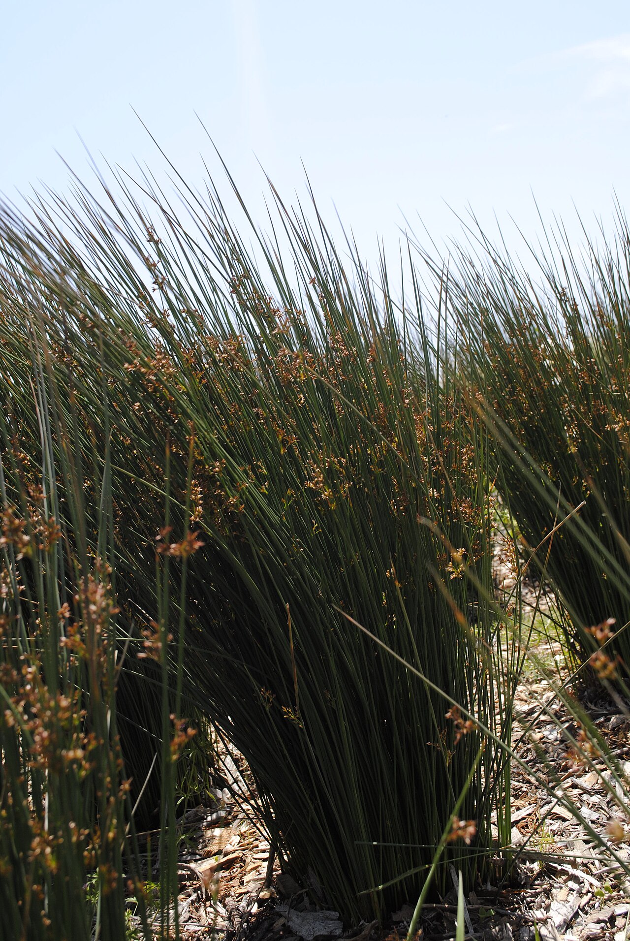 Common Rush (Juncus patens) - PlantNative.org A mature clump of common rush (Juncus patens) one year after planting, showing its full upright form