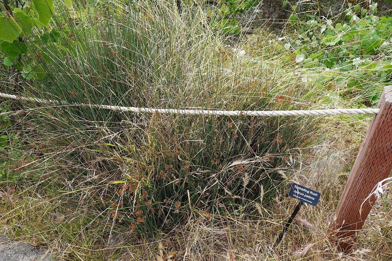 Common Rush (Juncus patens) - PlantNative.org Common rush (Juncus patens) growing as a dense blue-green clump at Descanso Gardens in California